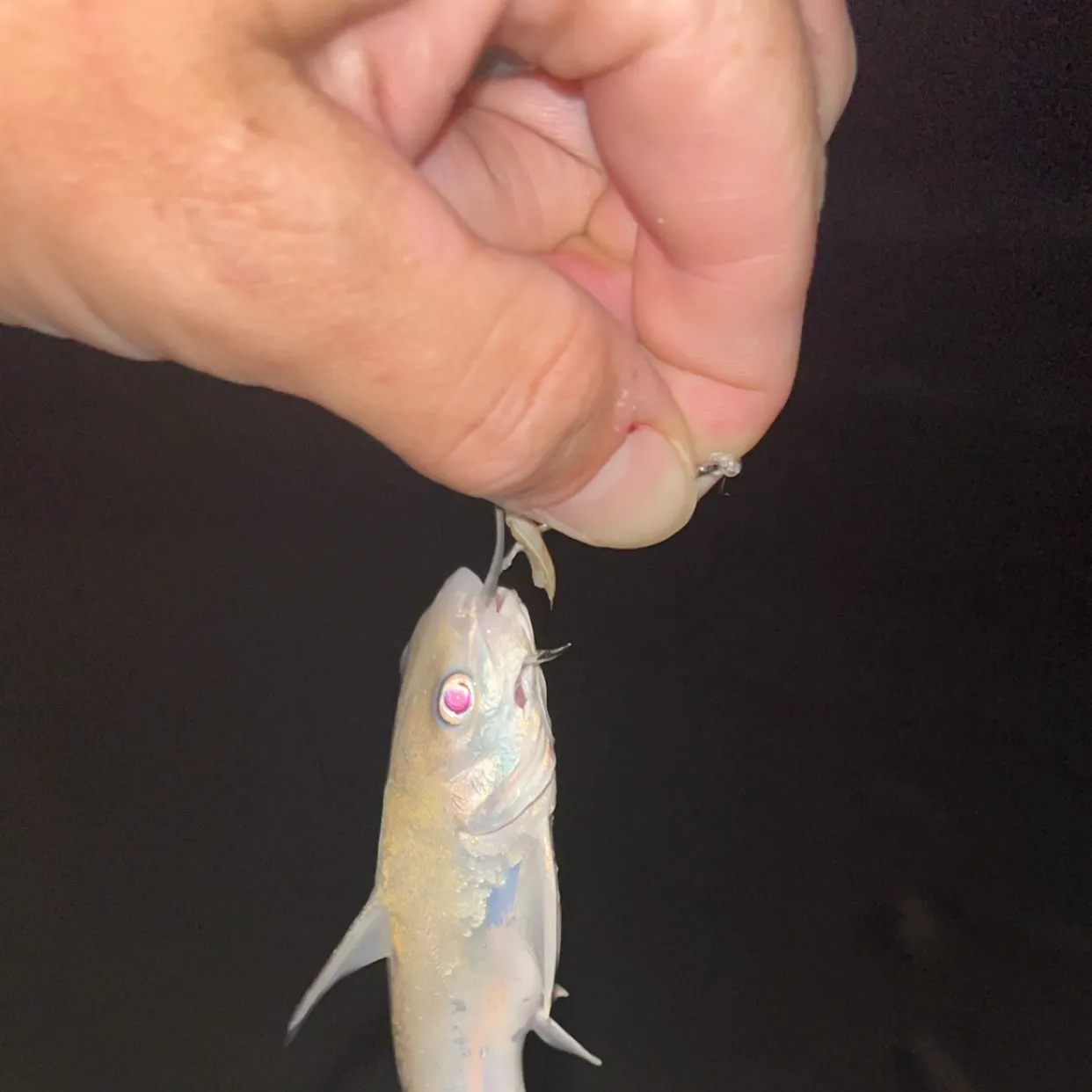 Gafftopsail sea catfish caught on Fishbrain