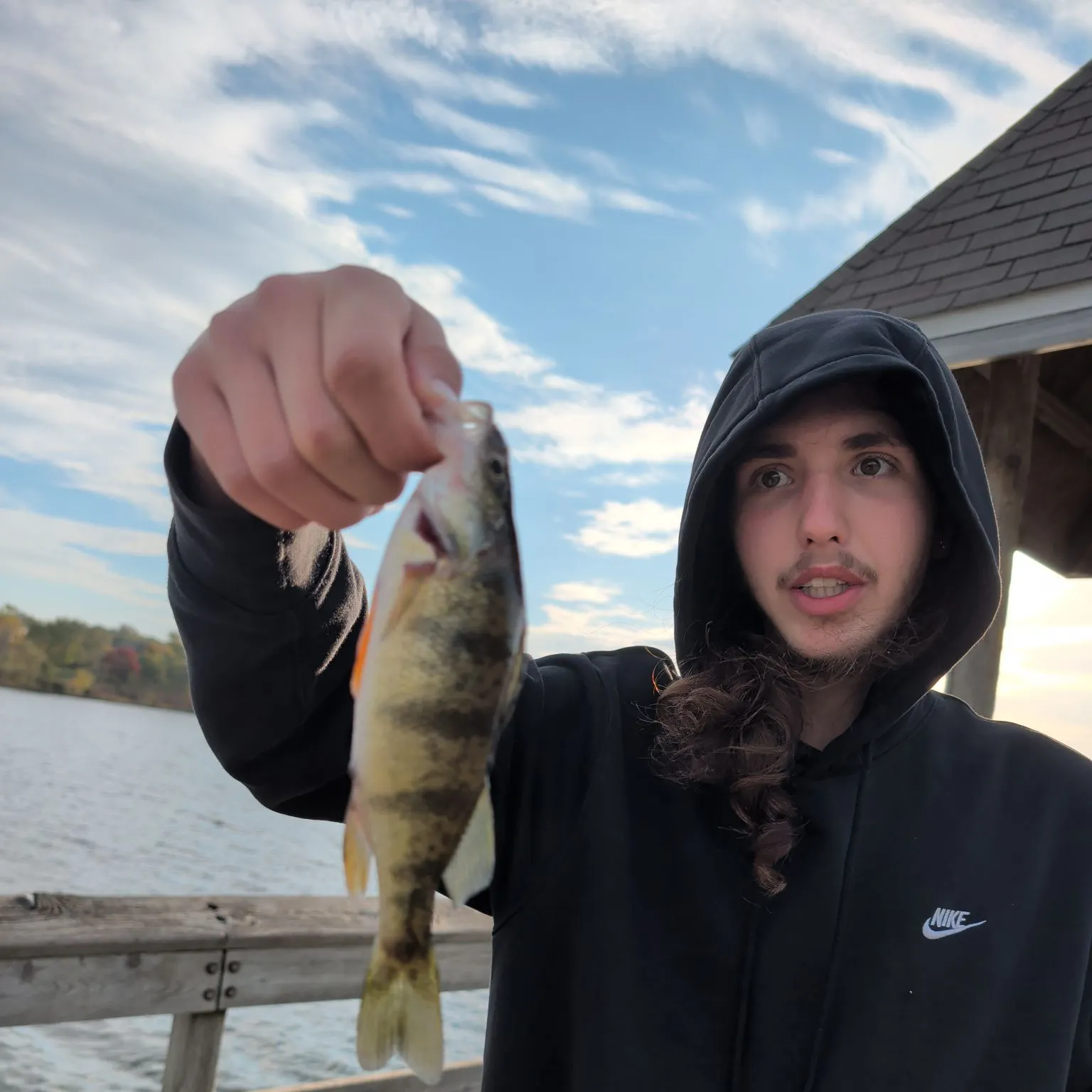 Yellow perch caught on Fishbrain