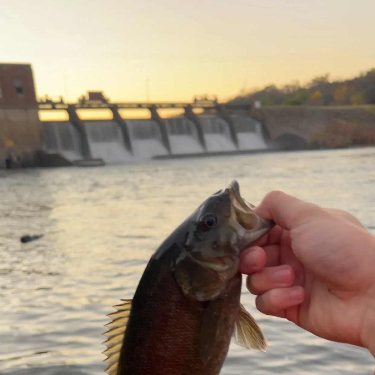 Smallmouth bass caught on Fishbrain
