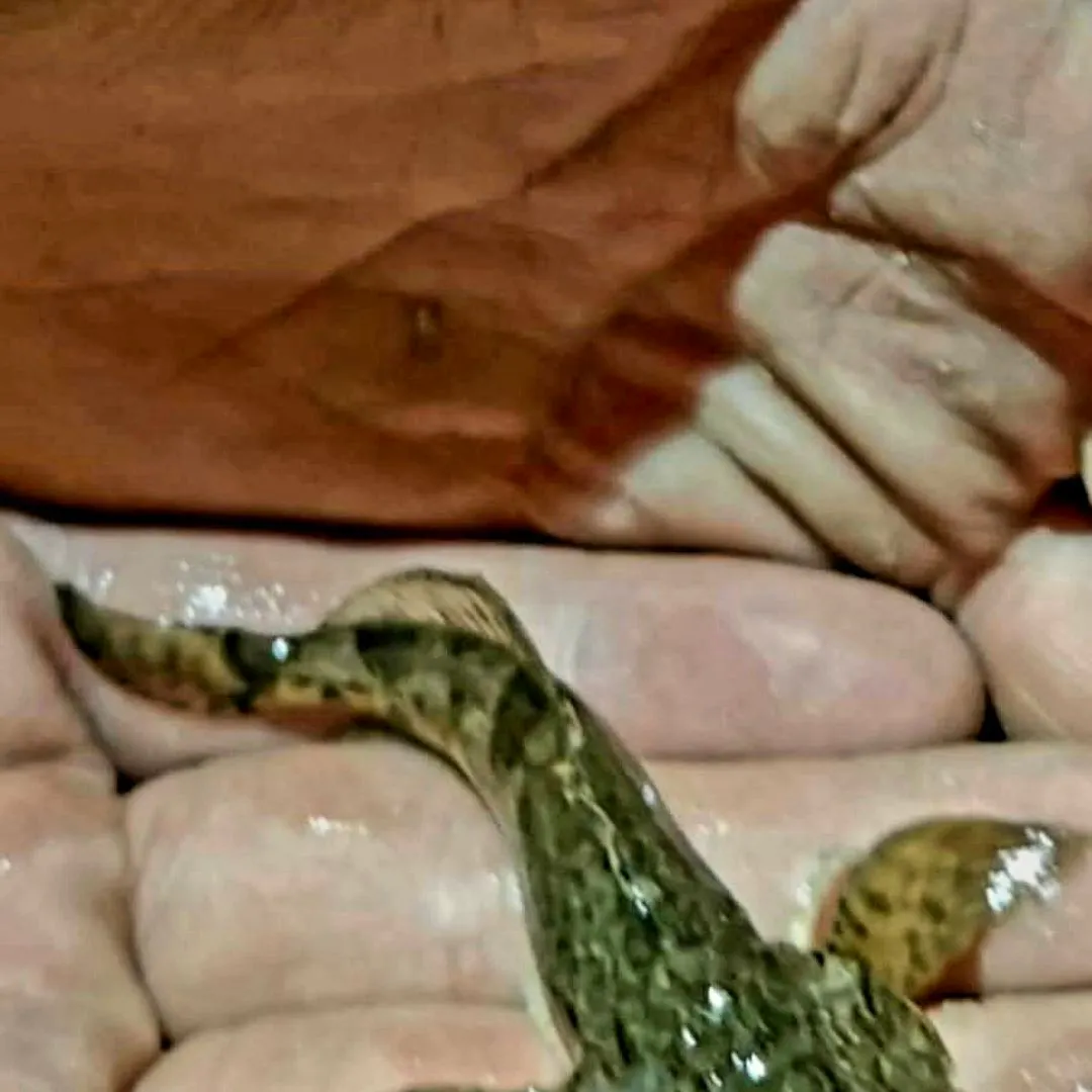 The most recent Burbot catches on Fishbrain
