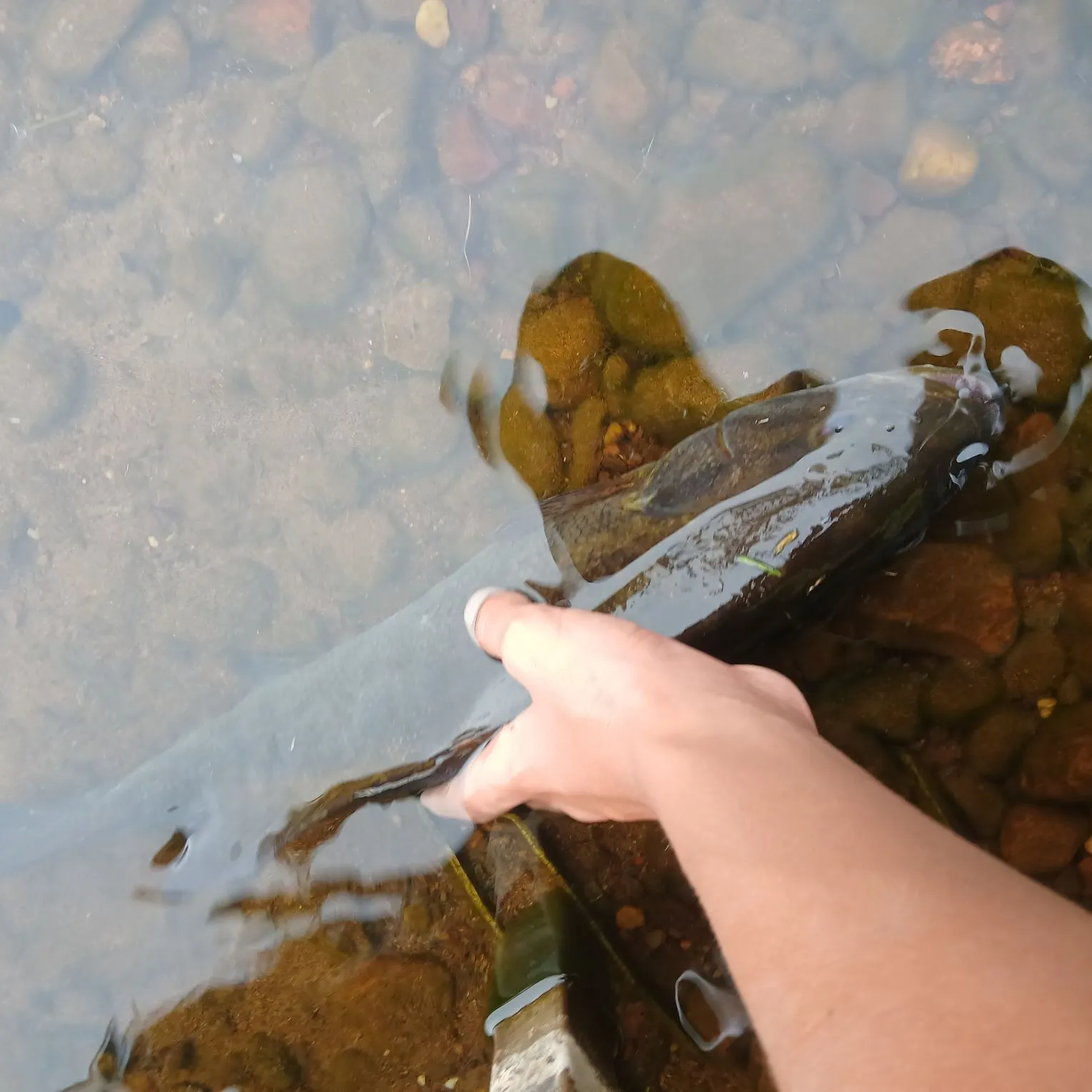 Smallmouth bass caught on Fishbrain