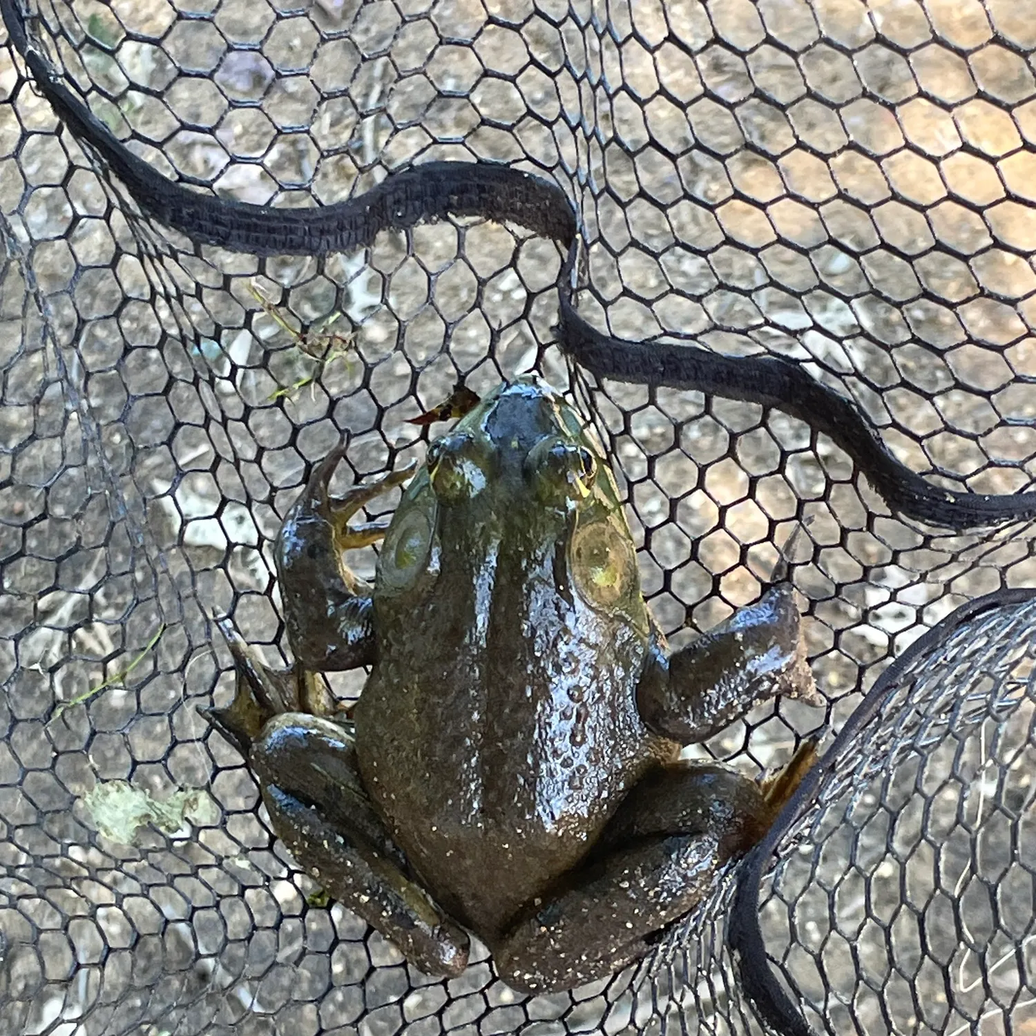 American bullfrog caught on Fishbrain