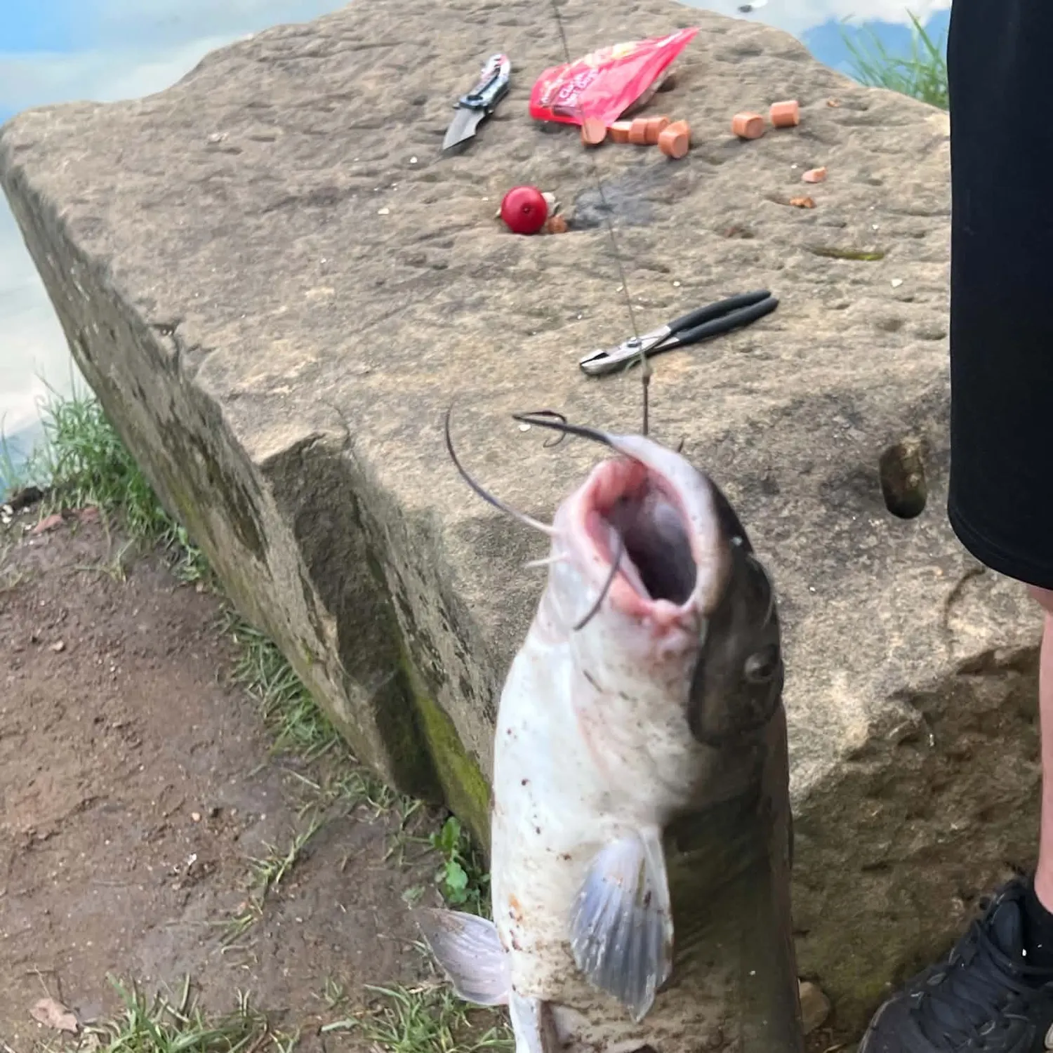 Channel catfish caught on Fishbrain