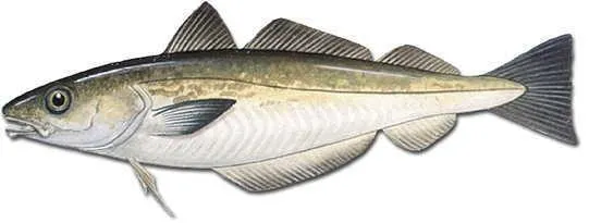 Whiting