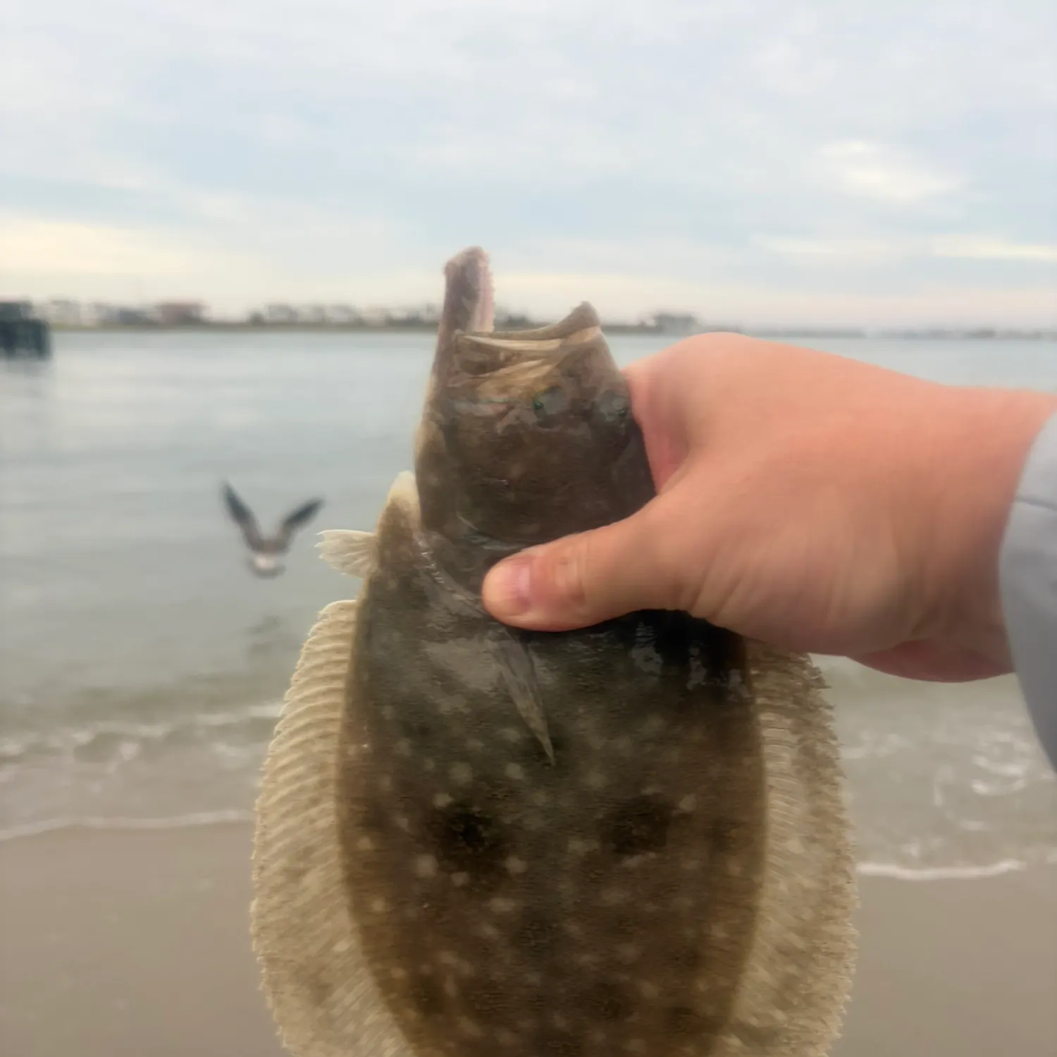 Summer flounder caught on Fishbrain