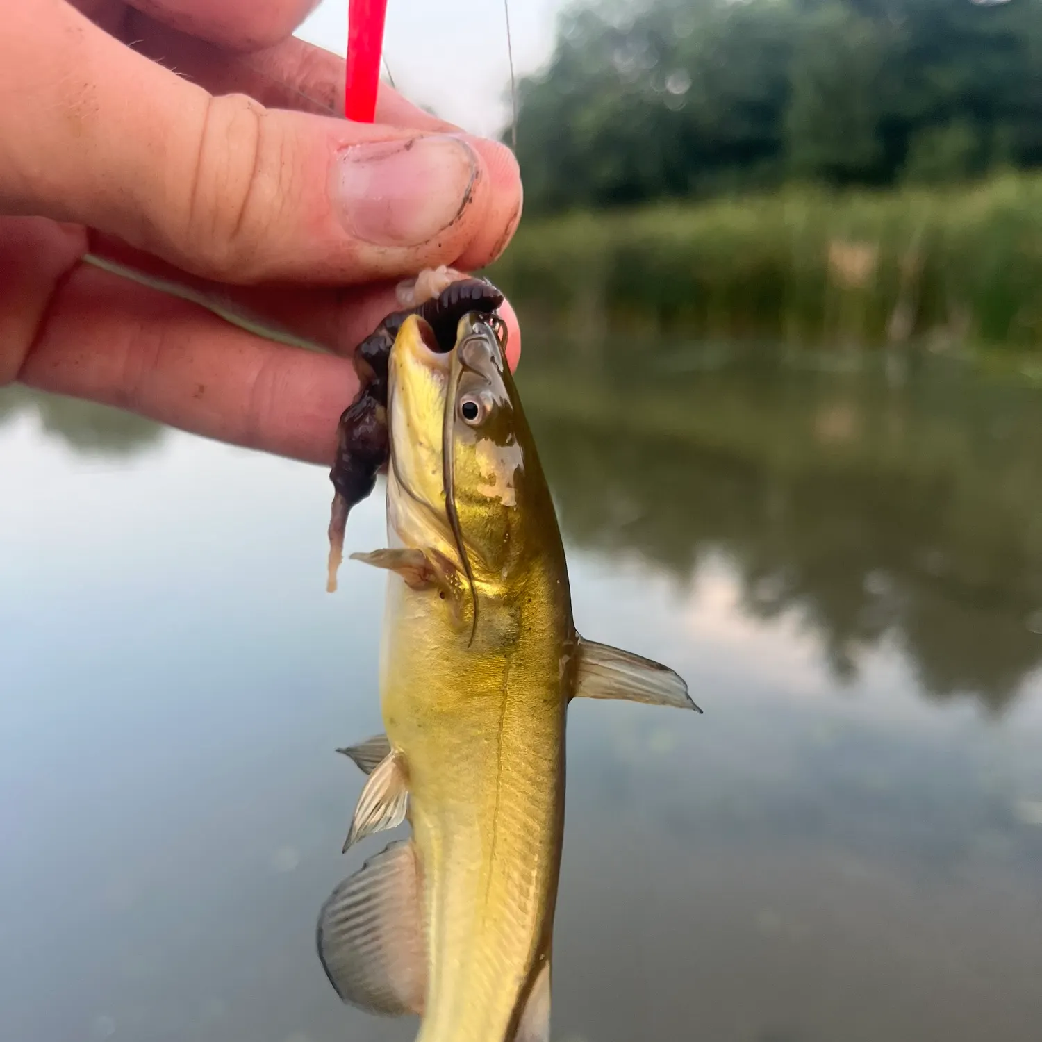 Yellow bullhead caught on Fishbrain