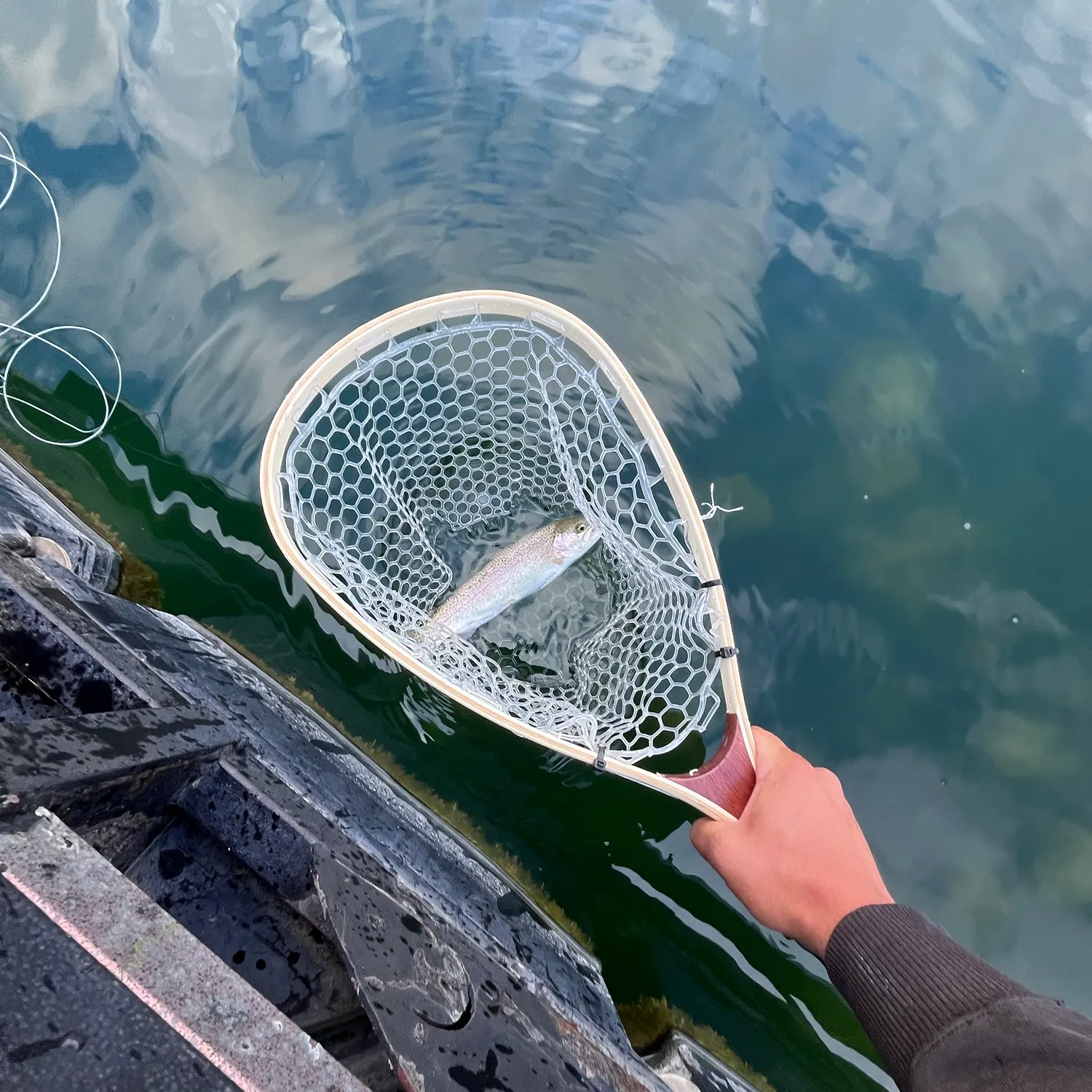 Rainbow trout caught on Fishbrain