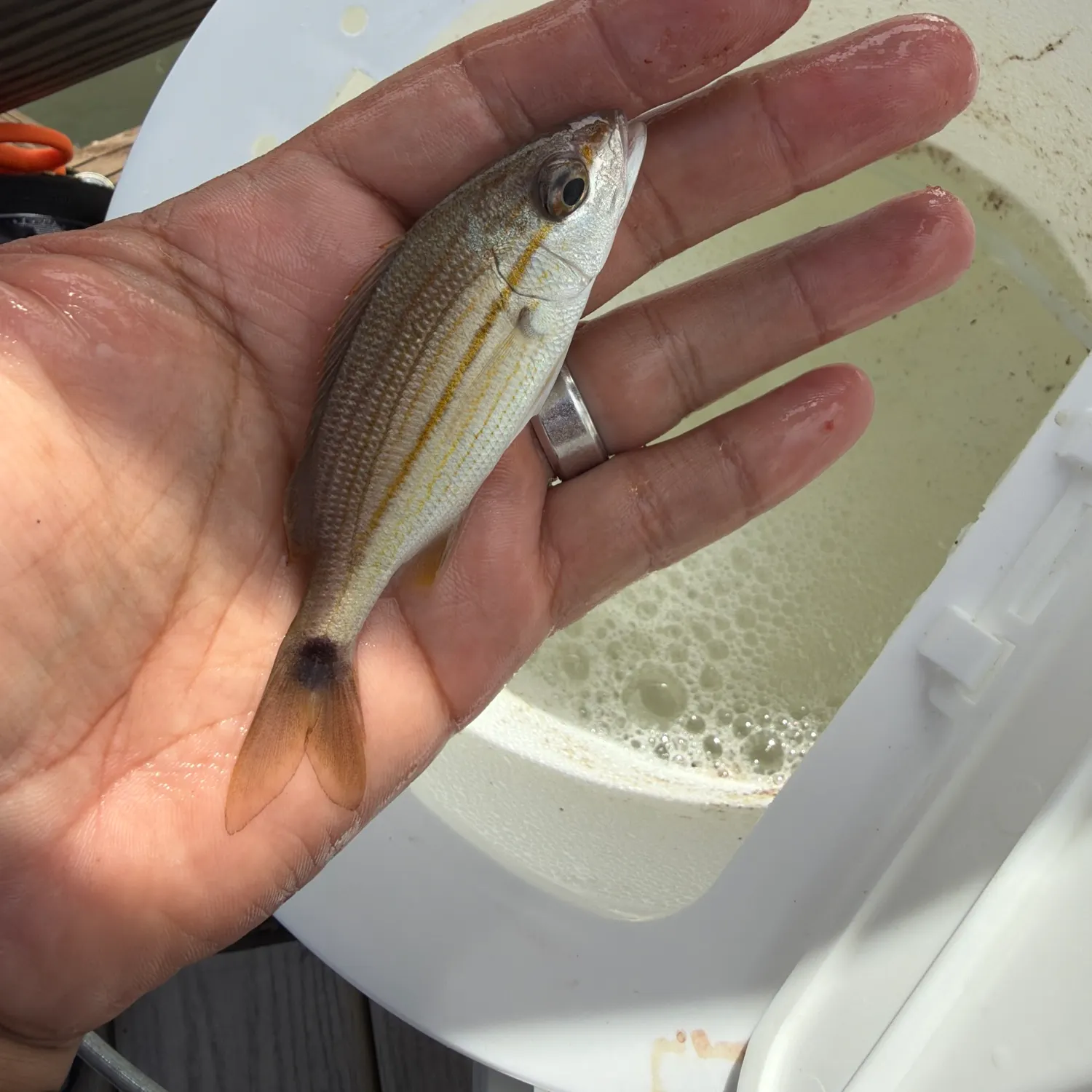Tomtate grunt caught on Fishbrain