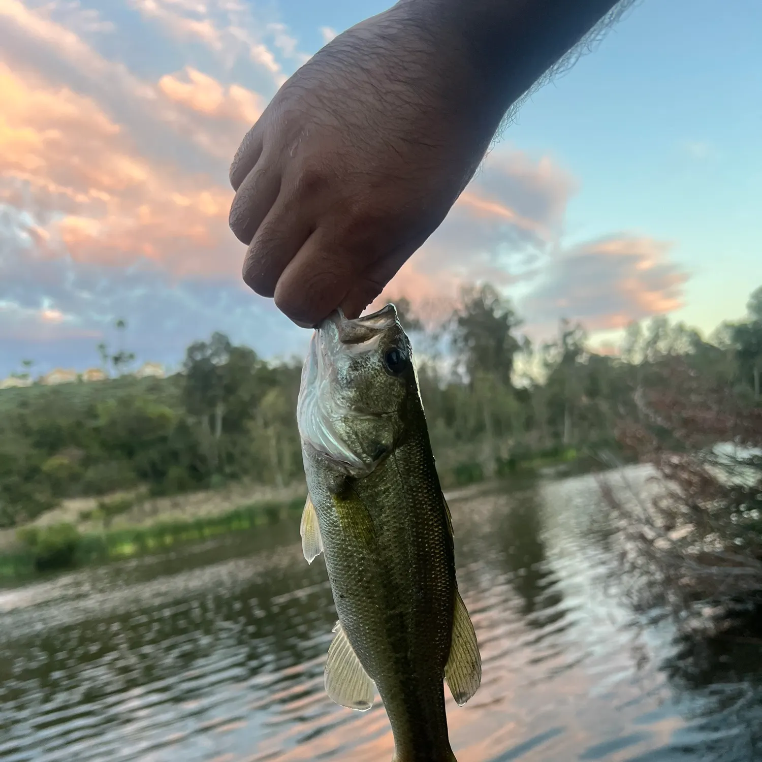 Fish caught on Fishbrain