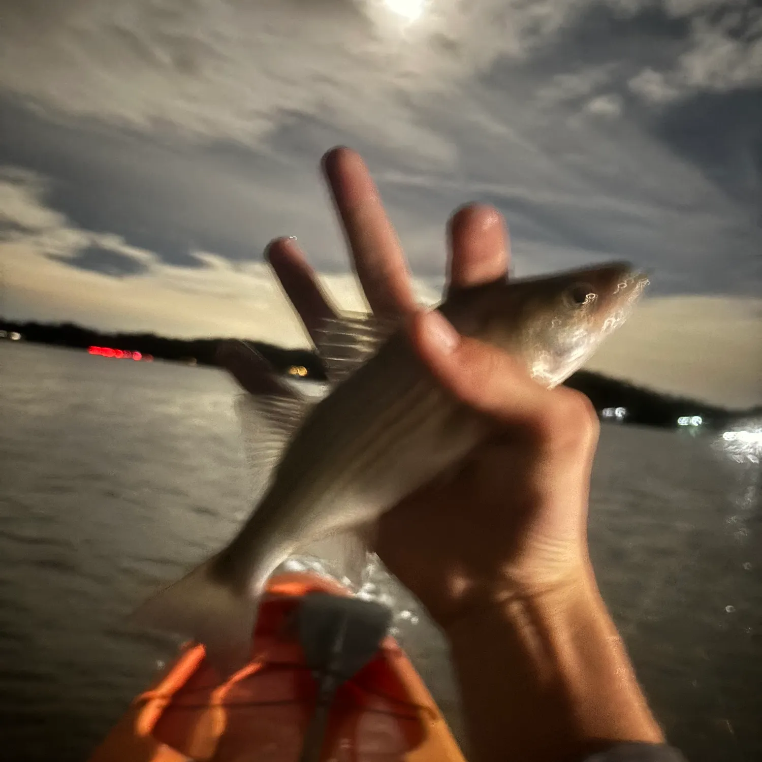 Striped bass caught on Fishbrain