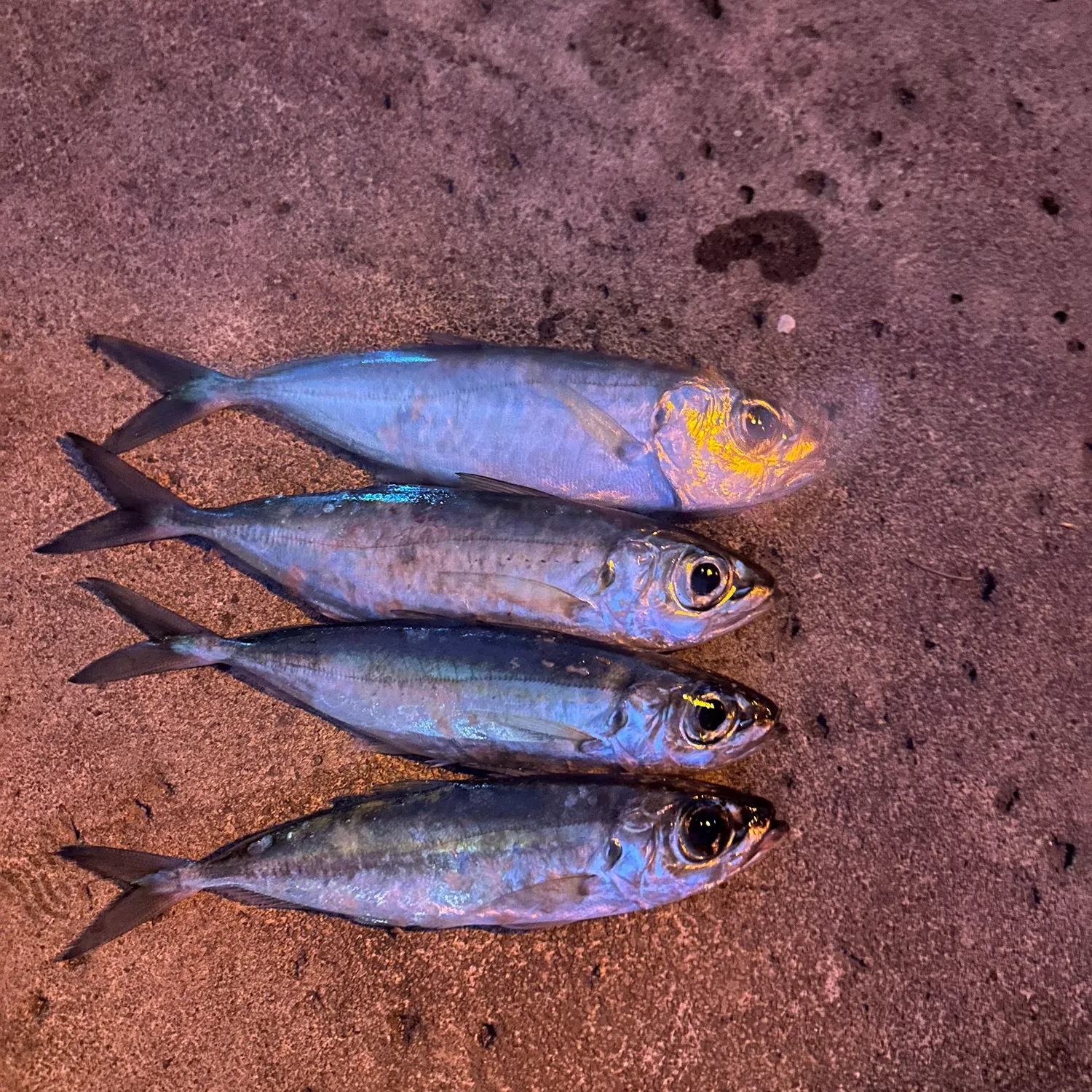 The most recent Bigeye scad catches on Fishbrain