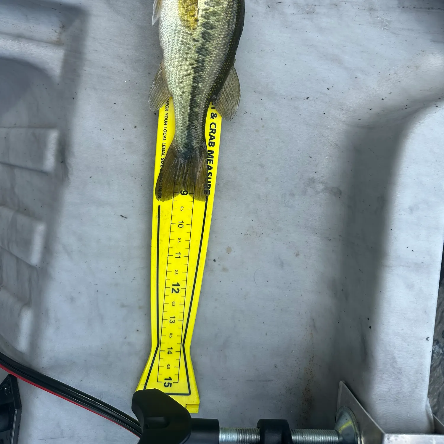 Largemouth bass caught on Fishbrain