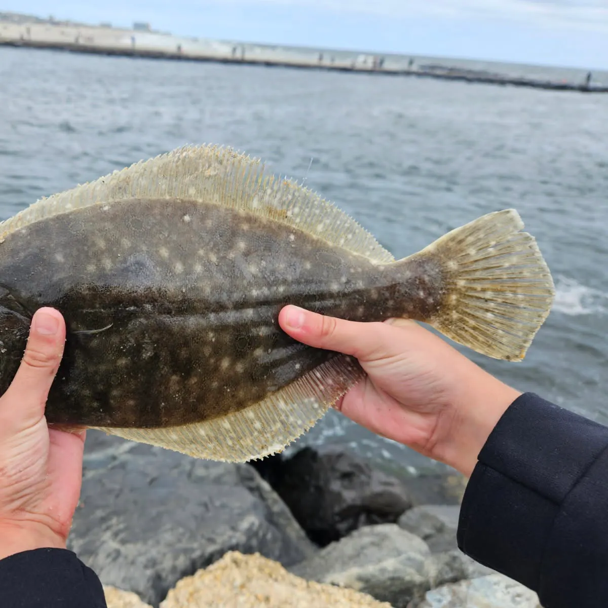Summer flounder caught on Fishbrain