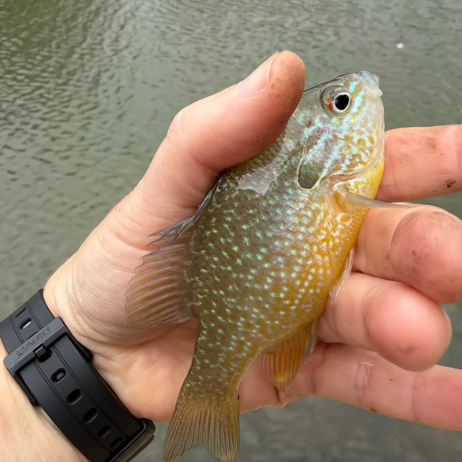 Longear sunfish caught on Fishbrain