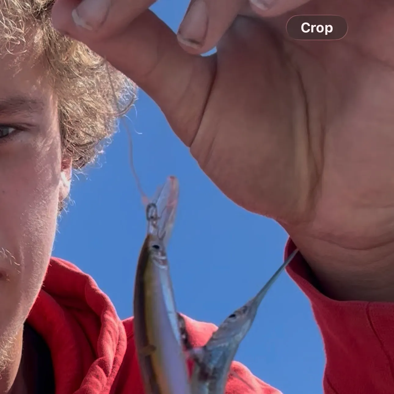 The most recent Southern garfish catches on Fishbrain