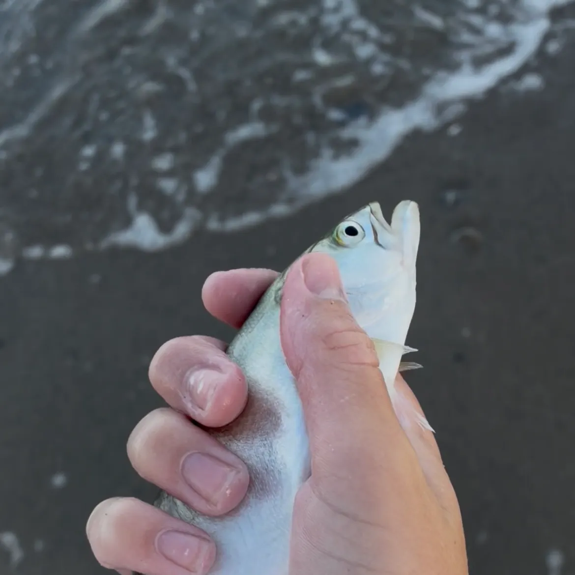Bluefish caught on Fishbrain