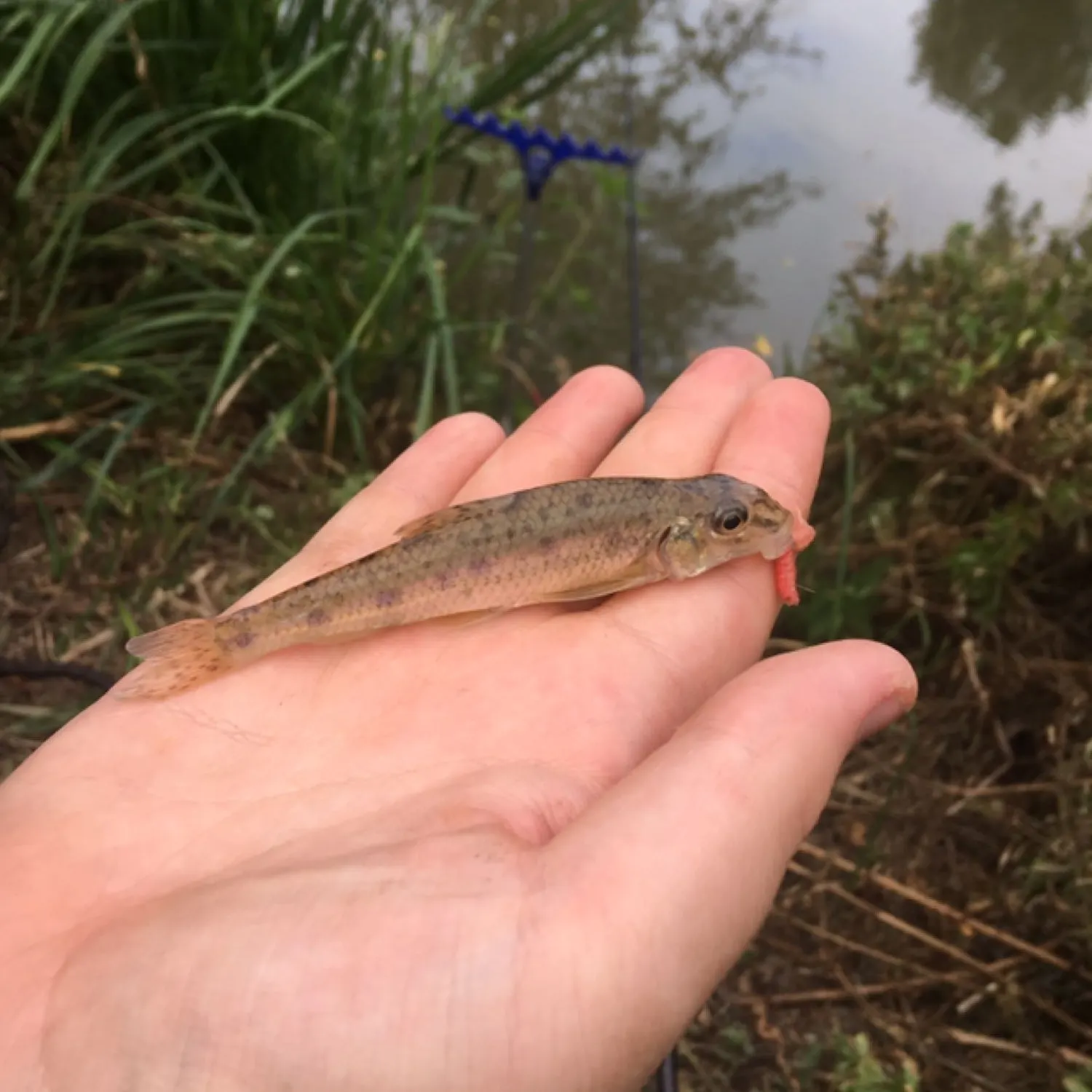 The most recent Cox's gudgeon catches on Fishbrain
