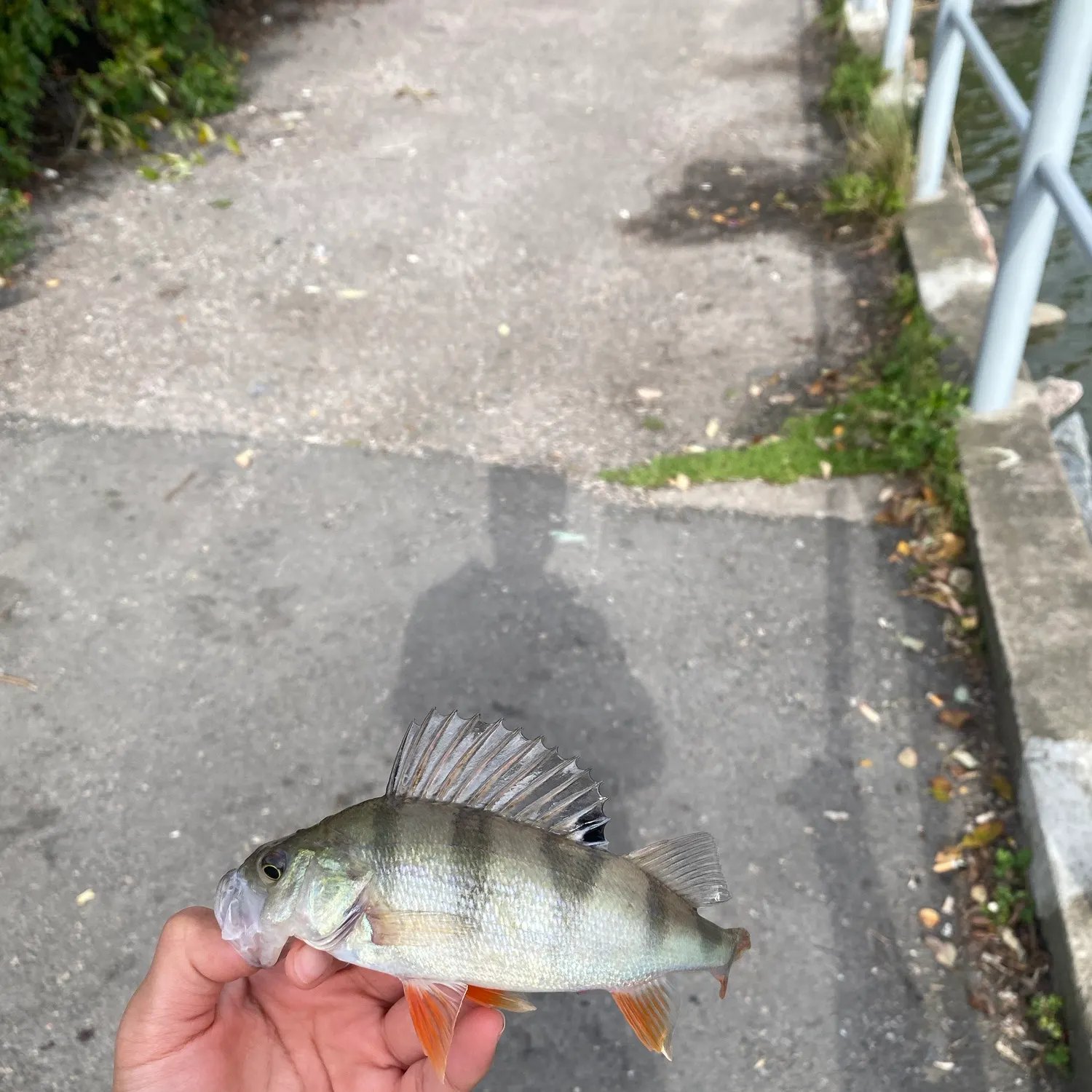 European perch caught on Fishbrain