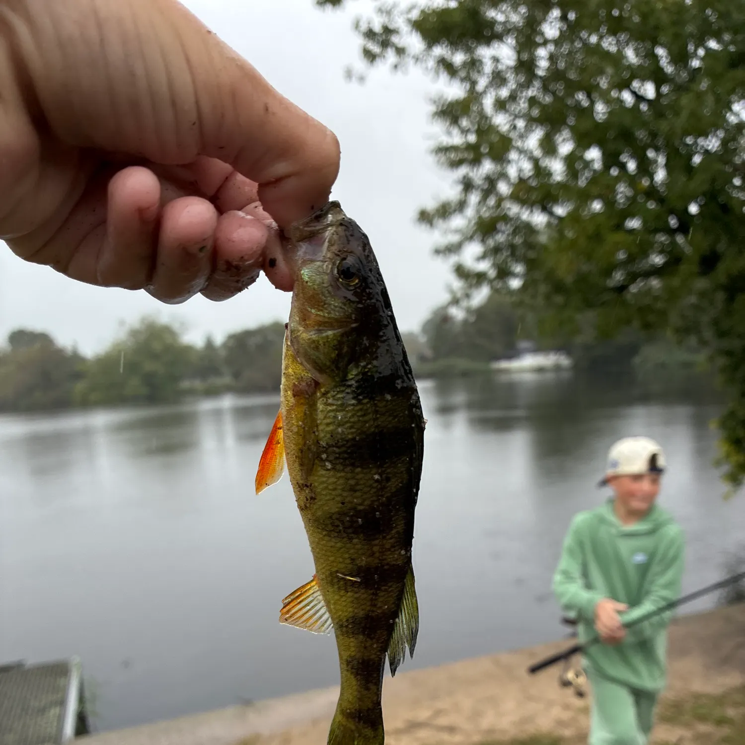 Yellow perch caught on Fishbrain
