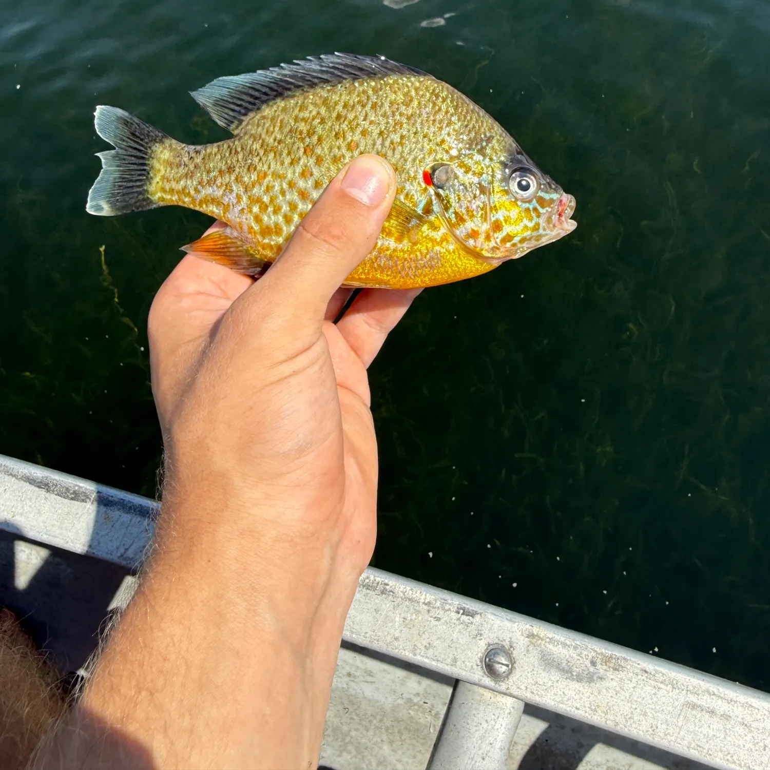 Pumpkinseed caught on Fishbrain