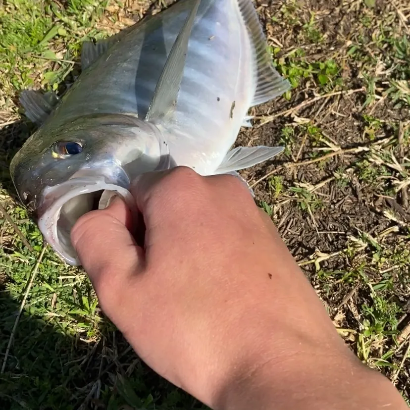 White trevally caught on Fishbrain