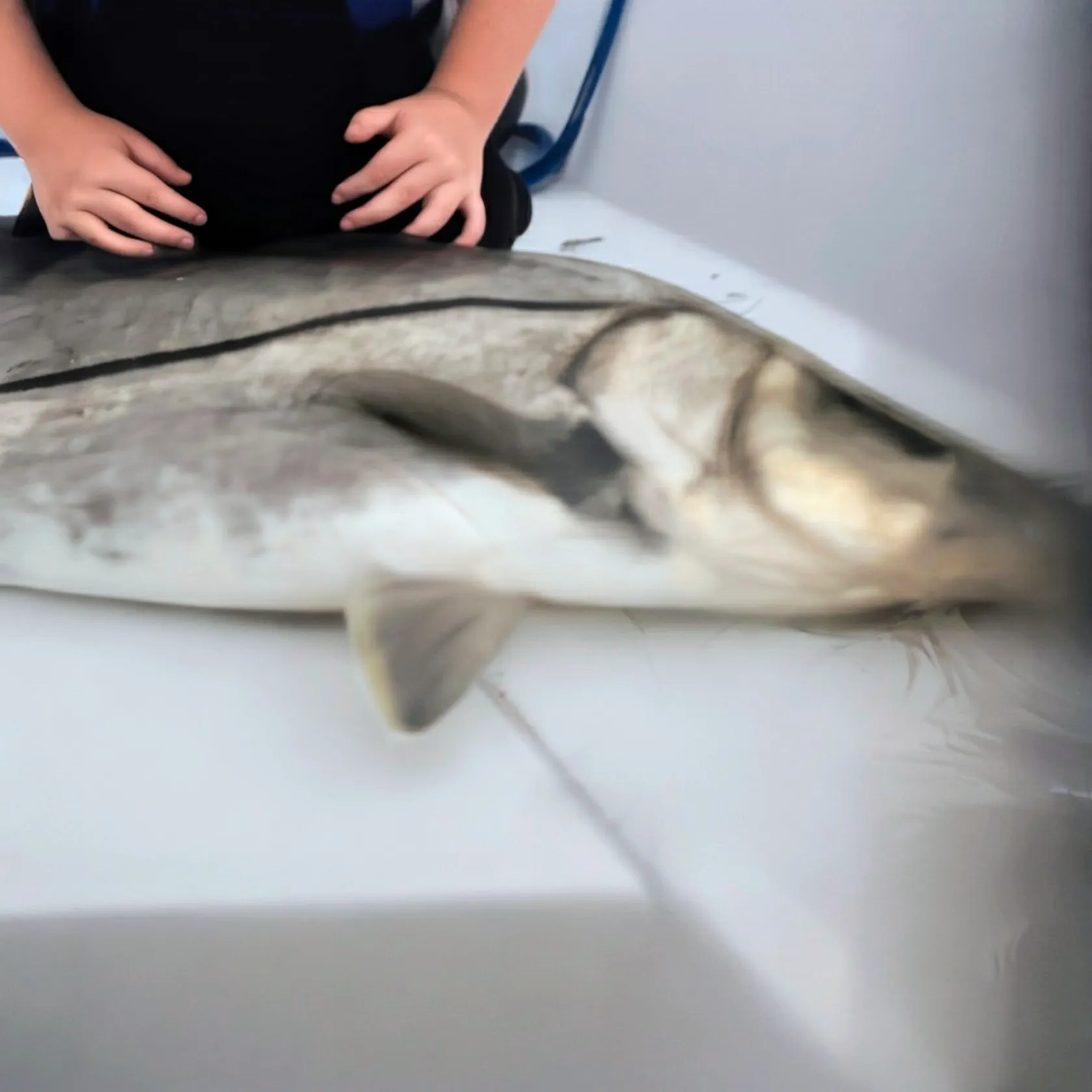 The most recent Common snook catches on Fishbrain