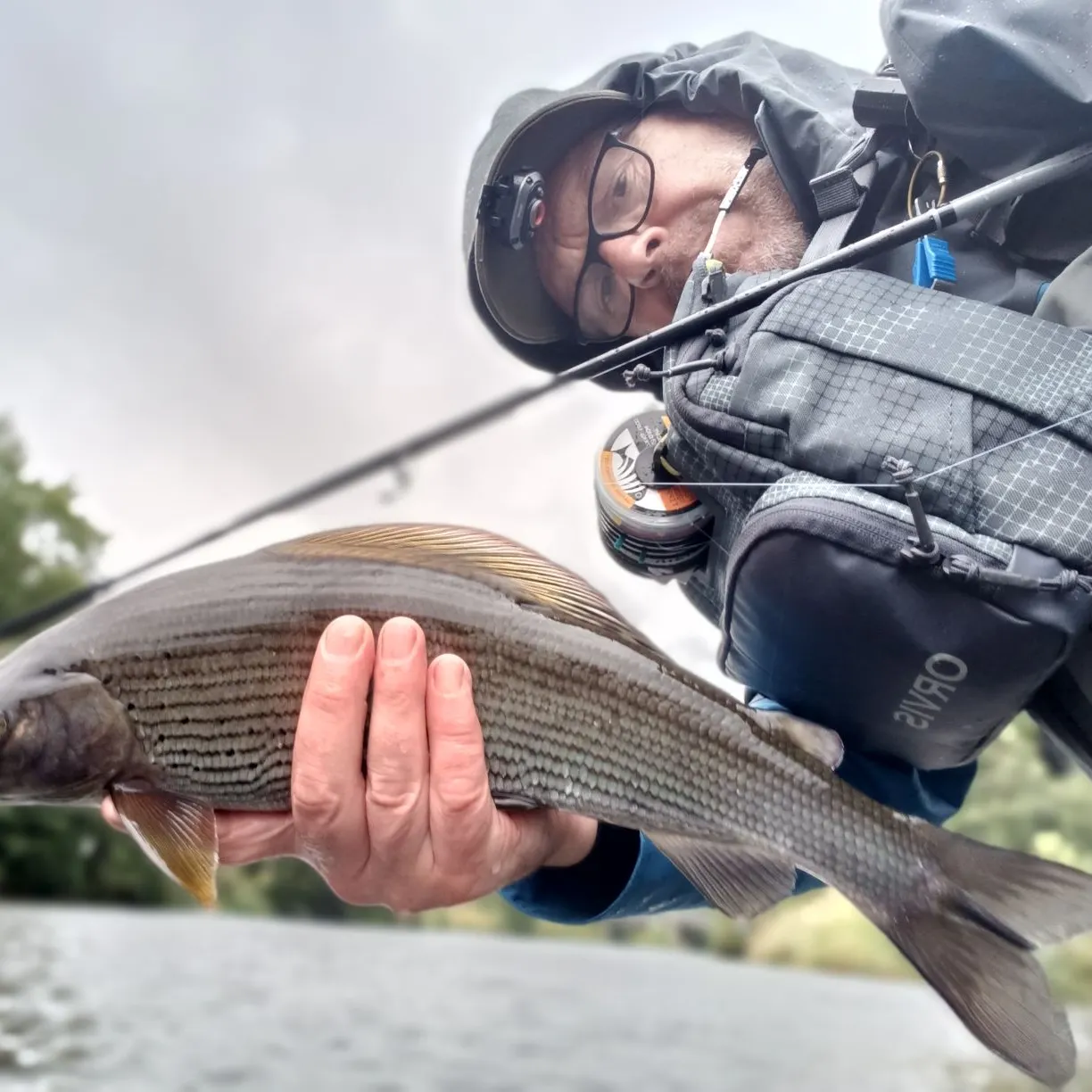 European grayling caught on Fishbrain