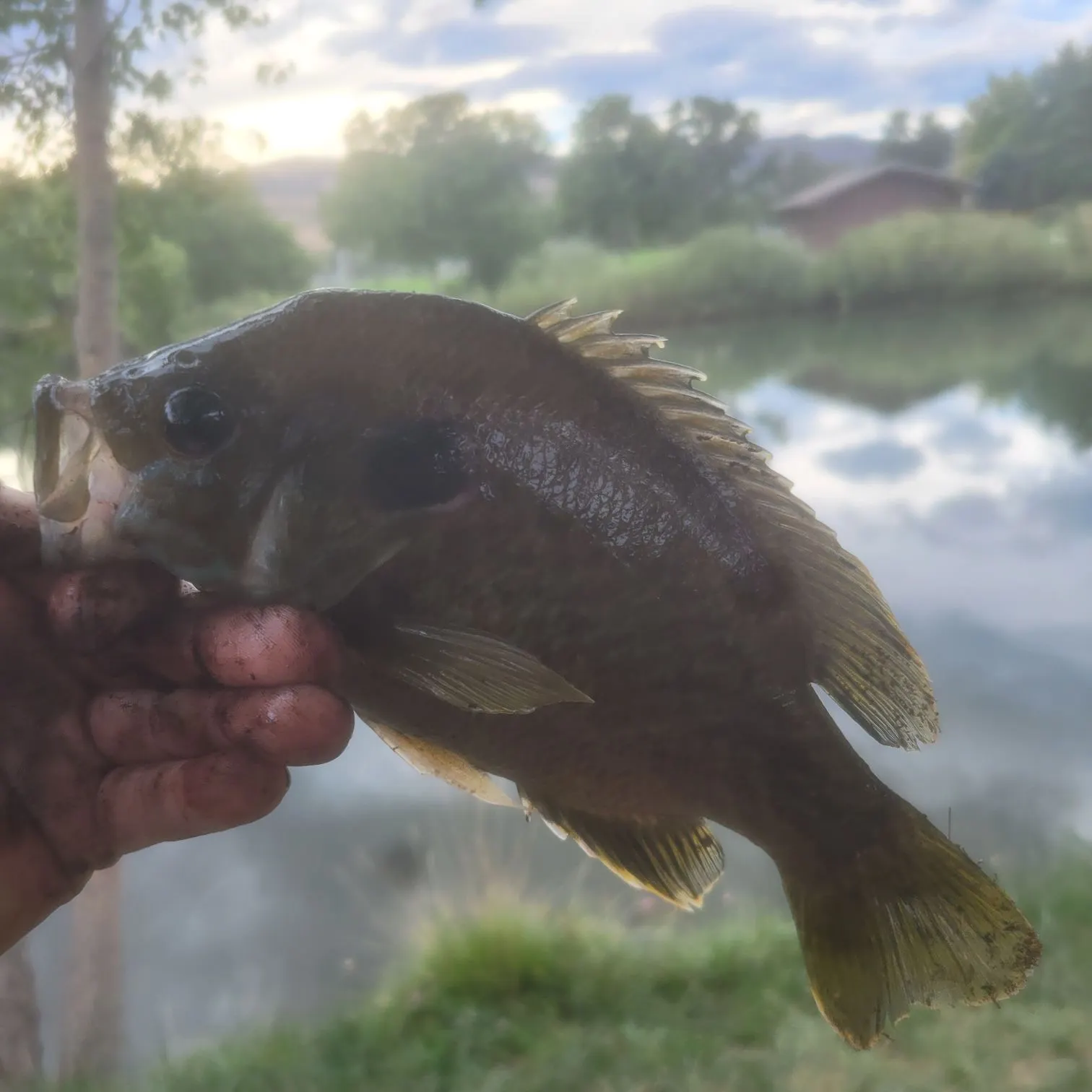 Fish caught on Fishbrain