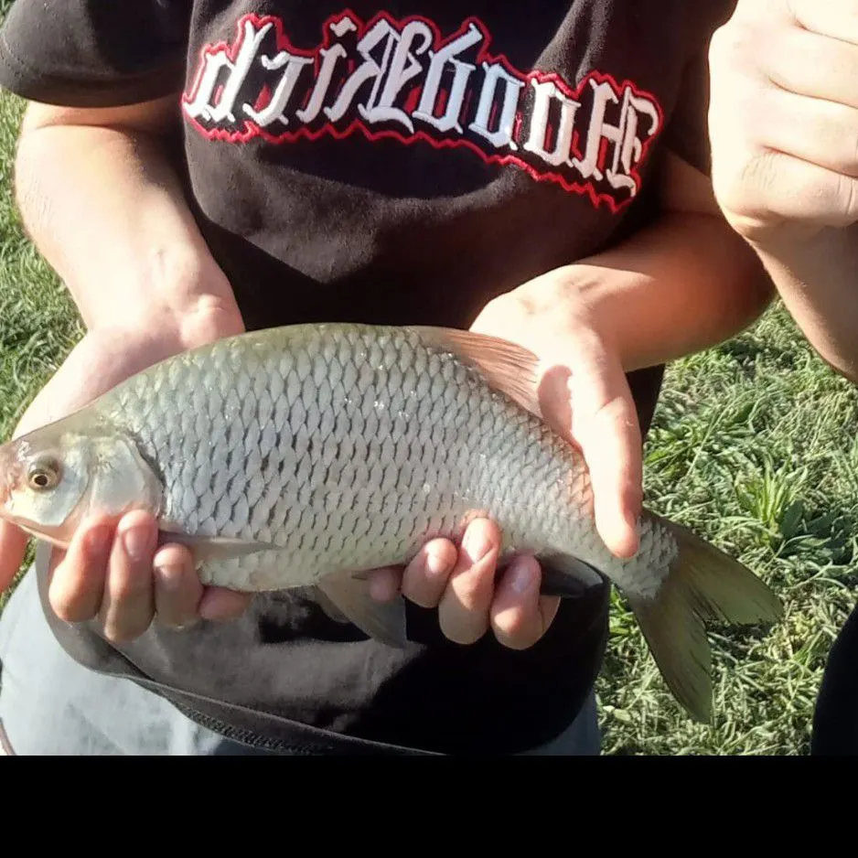 Common rudd caught on Fishbrain