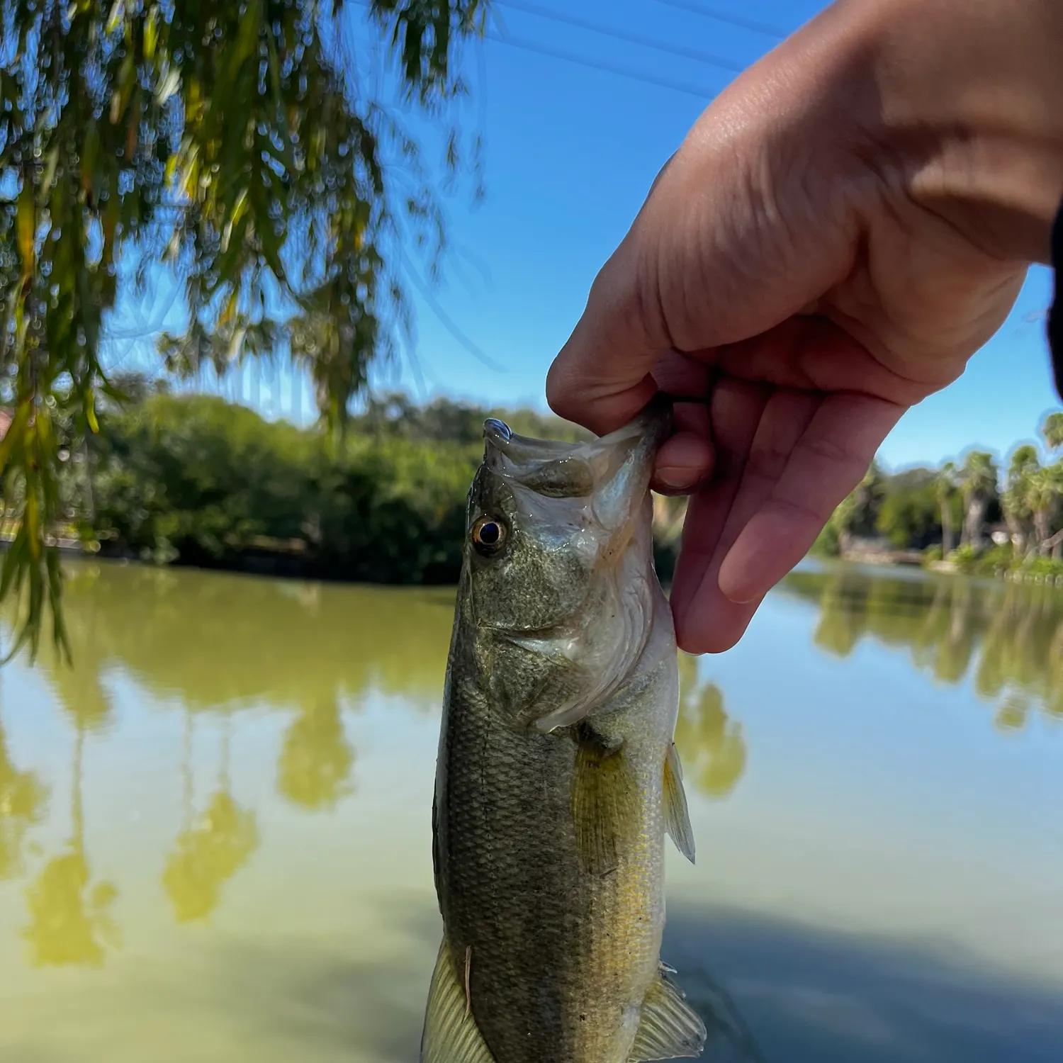 The most recent Largemouth bass catches on Fishbrain
