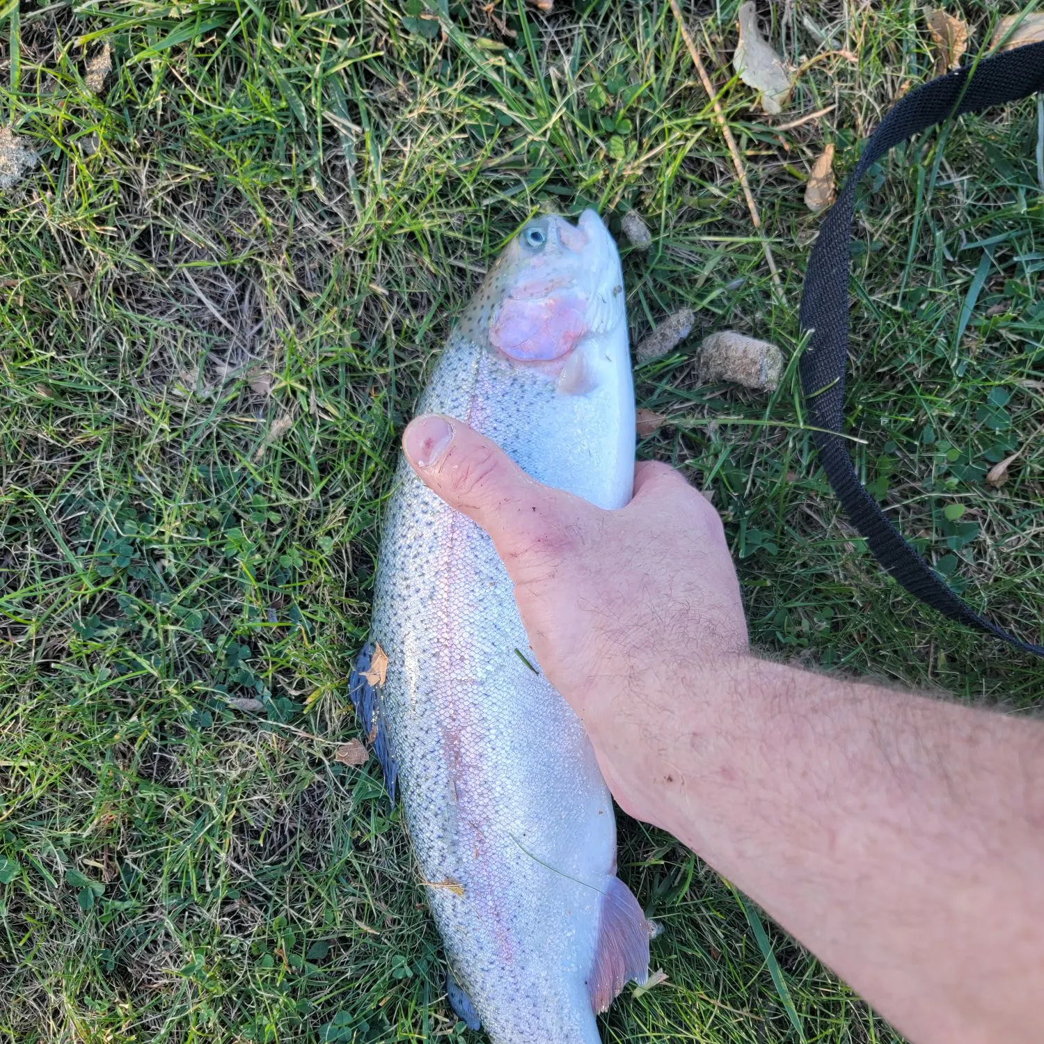 Rainbow trout caught on Fishbrain
