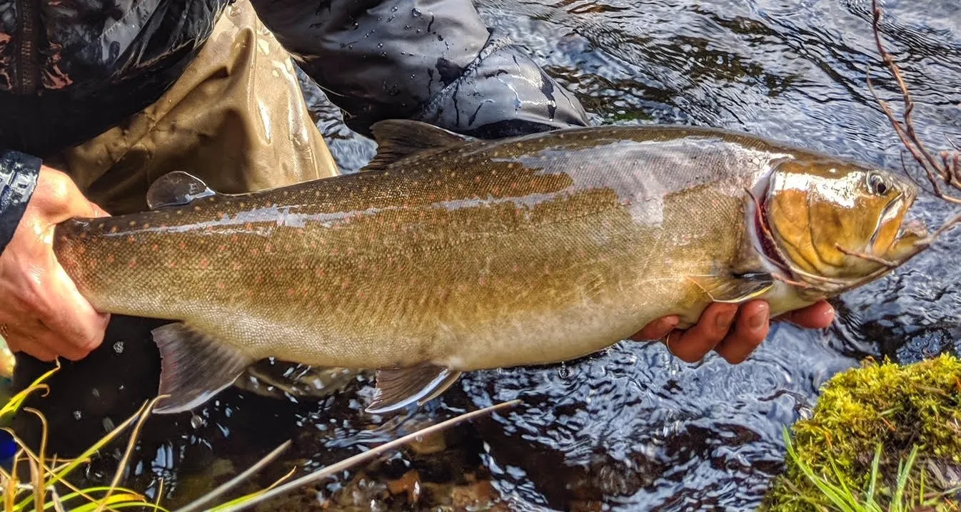 Bull trout