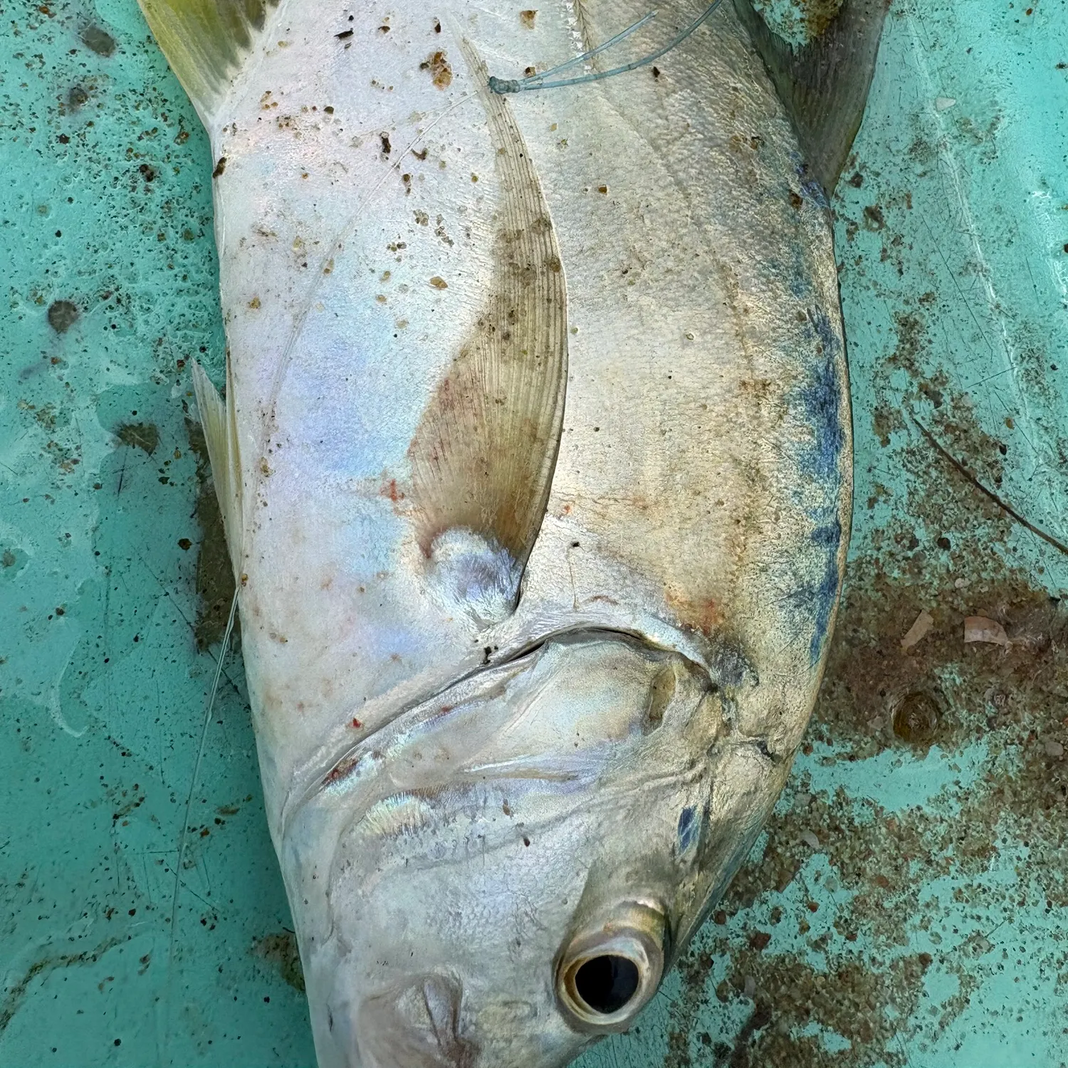 The most recent Yellowspotted trevally catches on Fishbrain