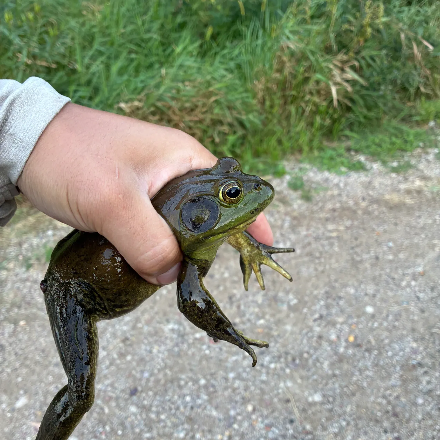 American bullfrog caught on Fishbrain