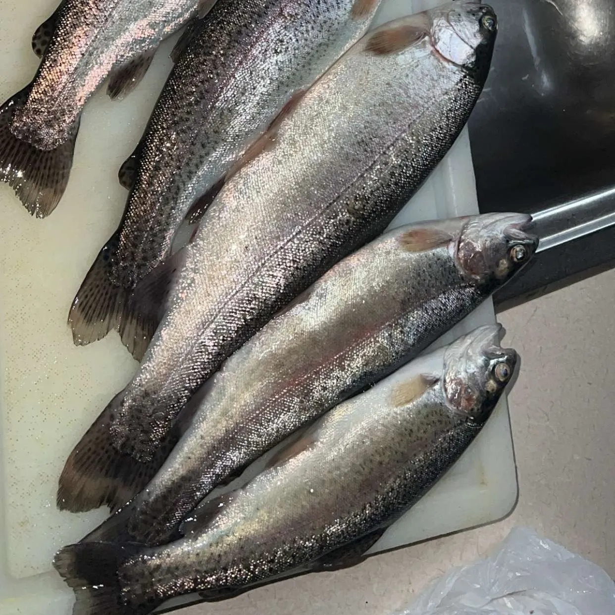 Rainbow trout caught on Fishbrain