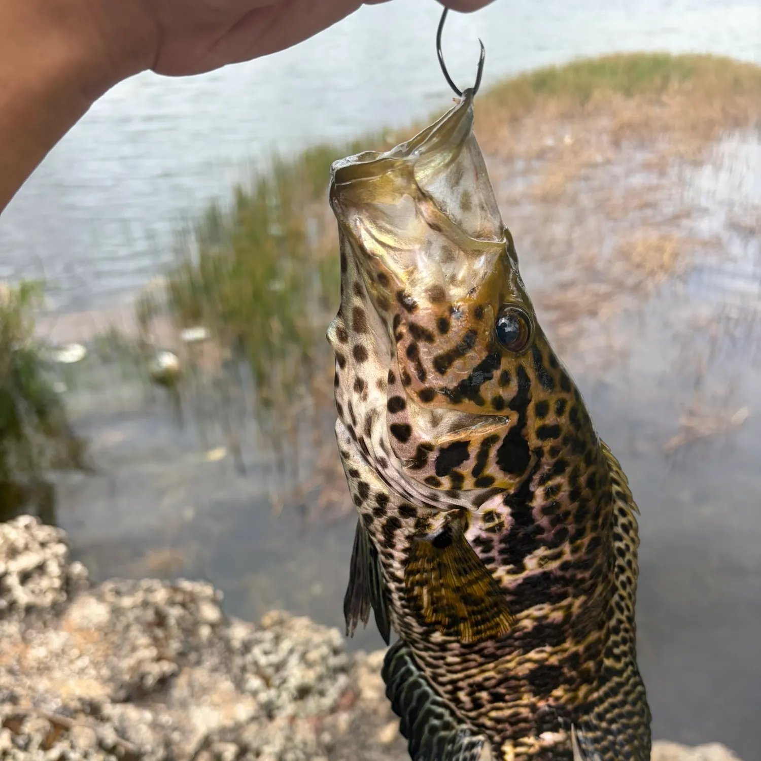 The most recent Jaguar cichlid catches on Fishbrain