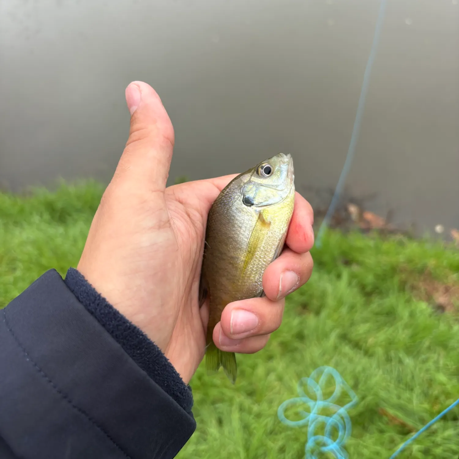Green sunfish caught on Fishbrain
