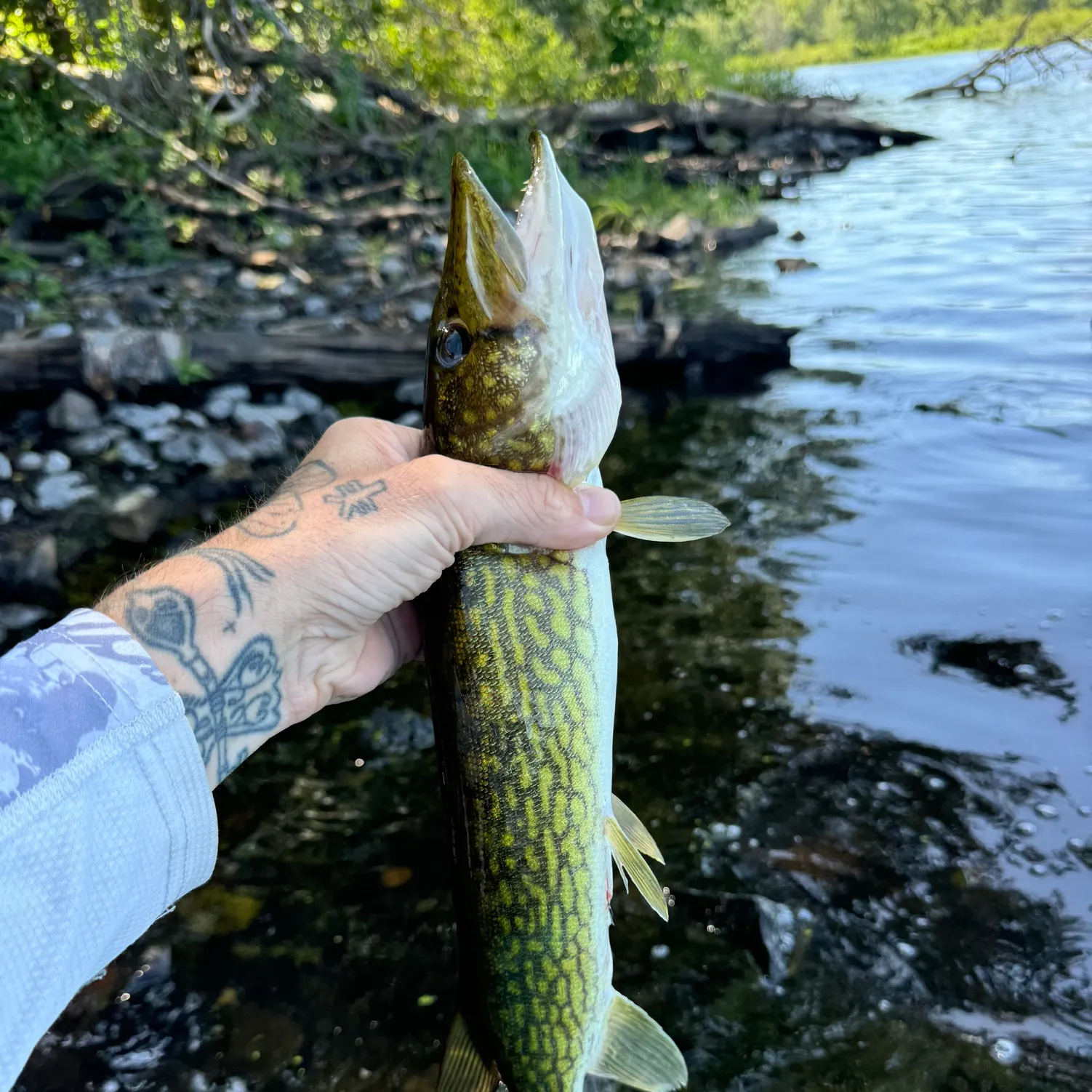 recently logged catches