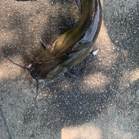 Channel catfish caught on Fishbrain