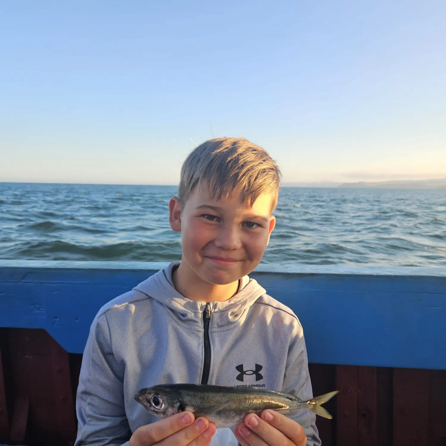 The most recent Atlantic mackerel catches on Fishbrain