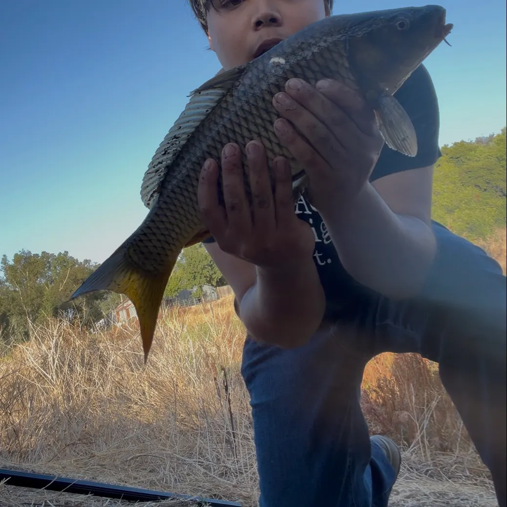 Common carp caught on Fishbrain