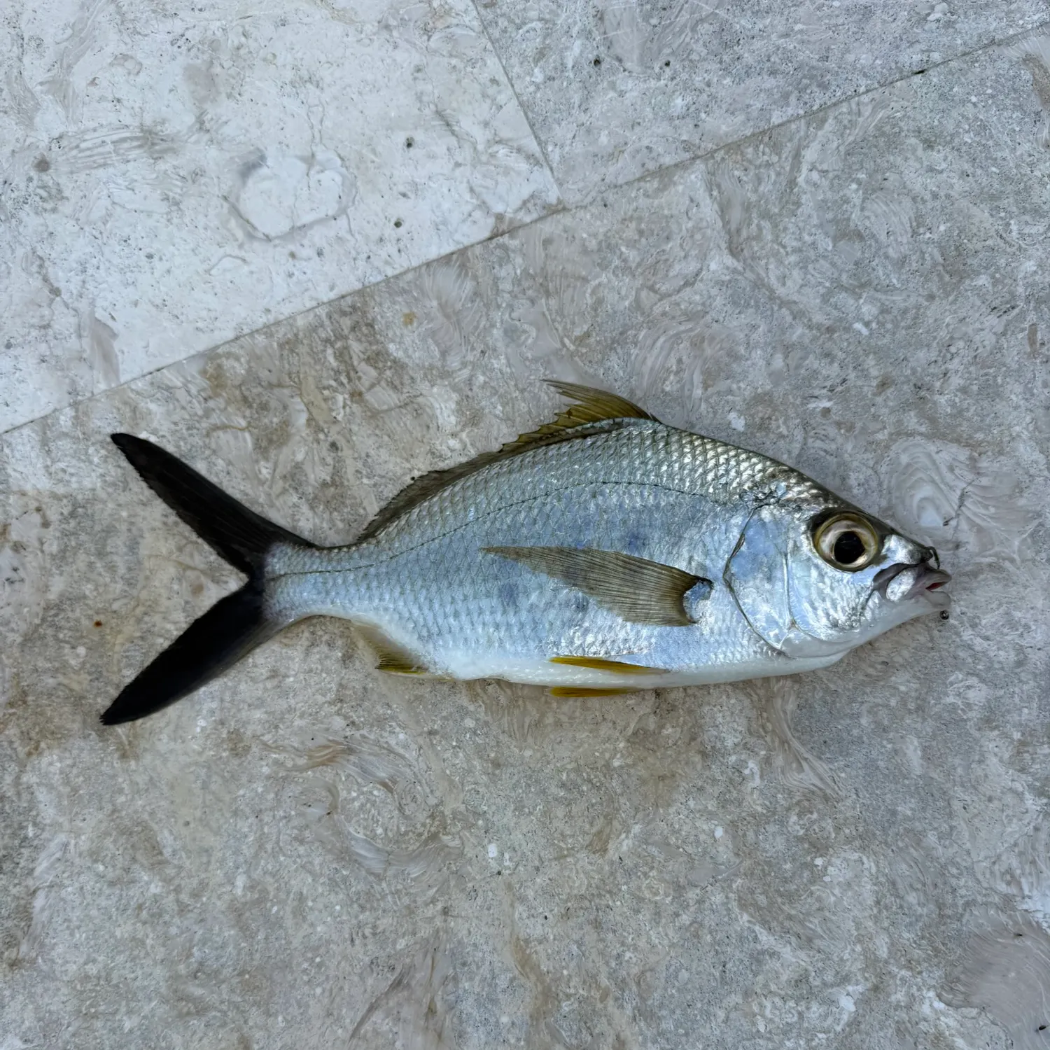 The most recent Pink dentex catches on Fishbrain