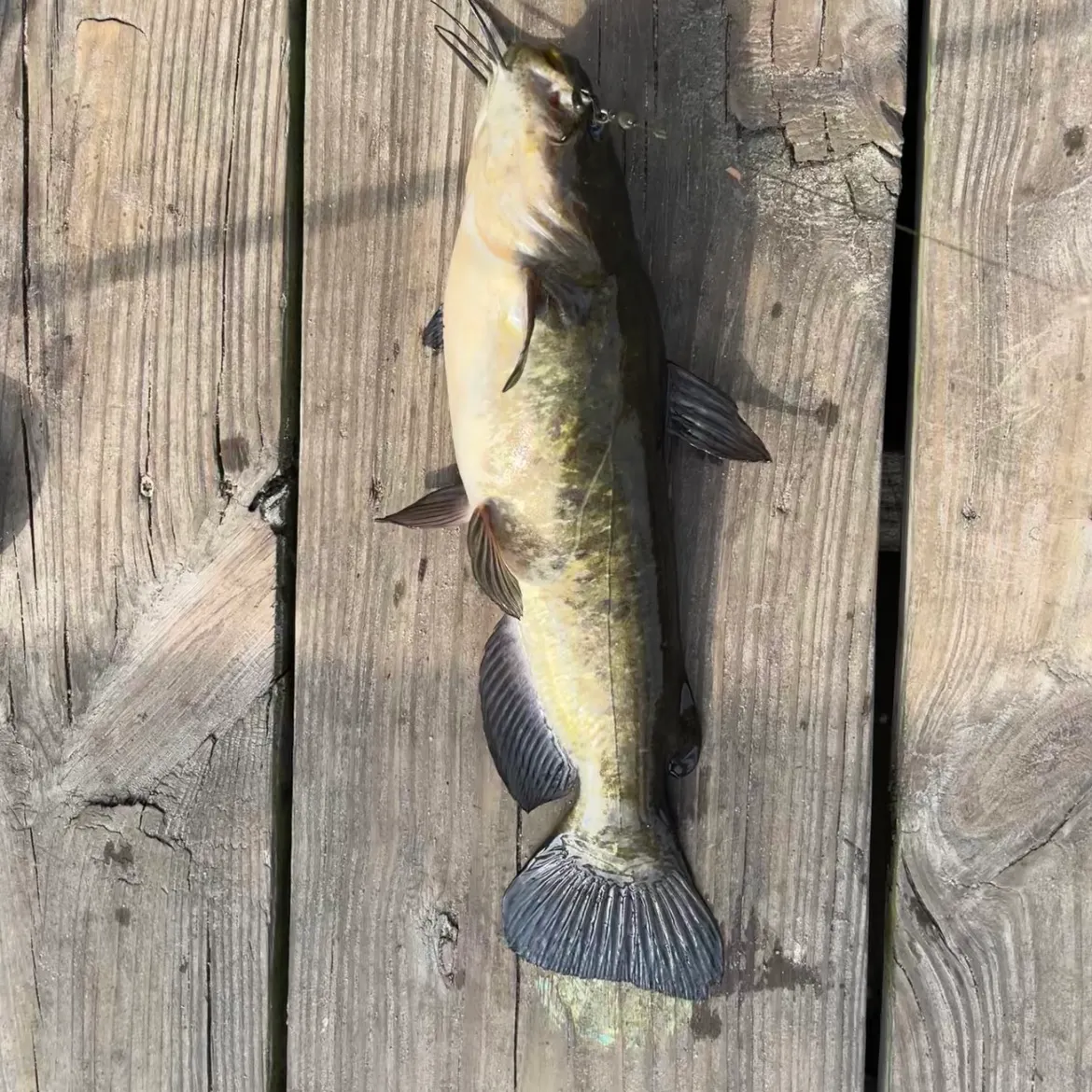 Black bullhead caught on Fishbrain