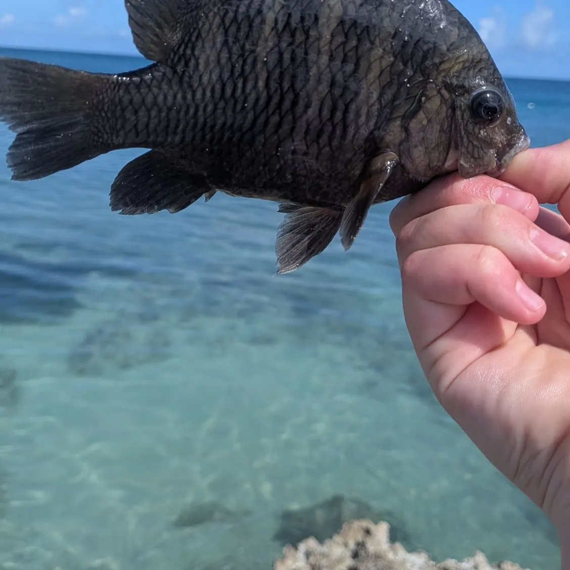 The most recent Night Sergeant catches on Fishbrain