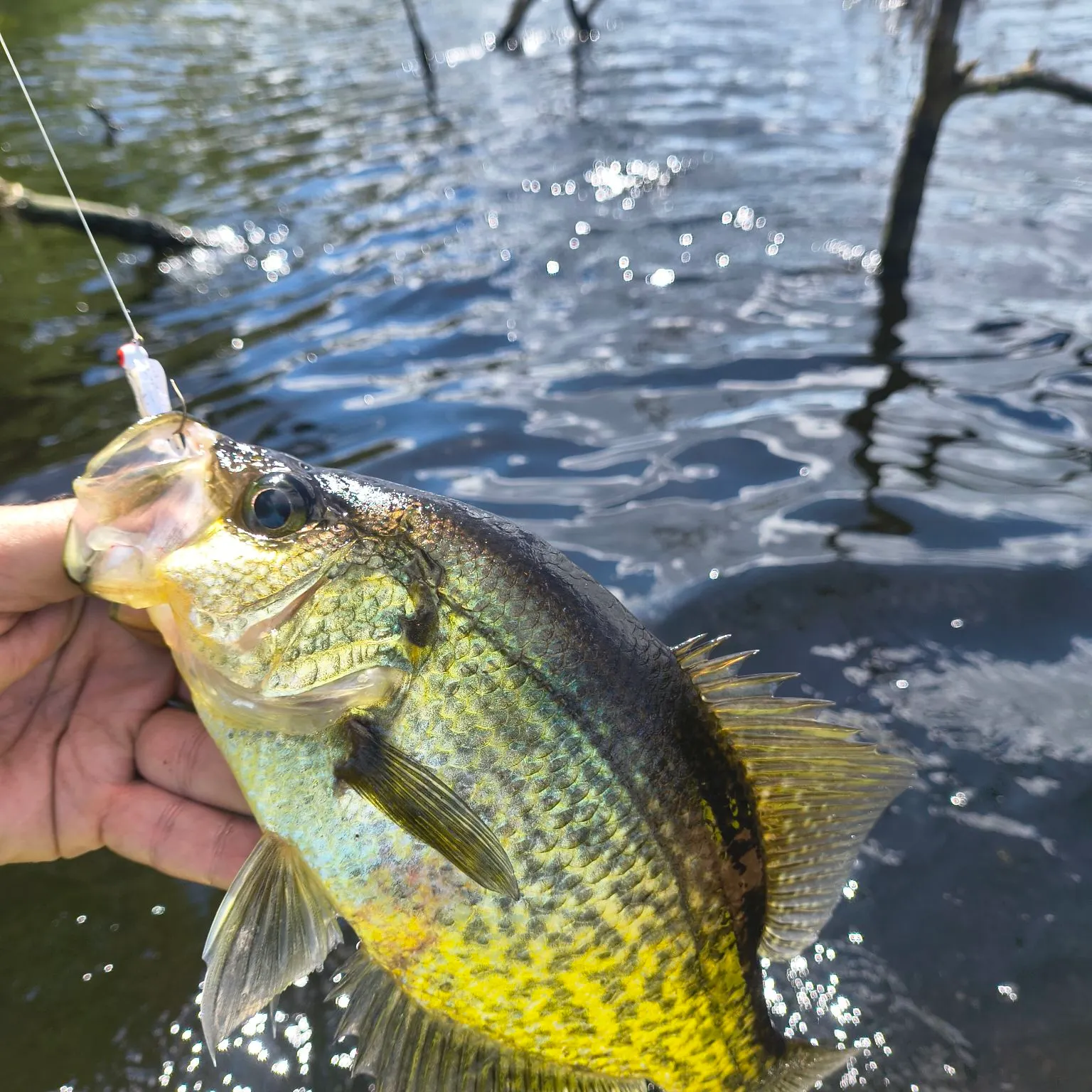 Black crappie caught on Fishbrain