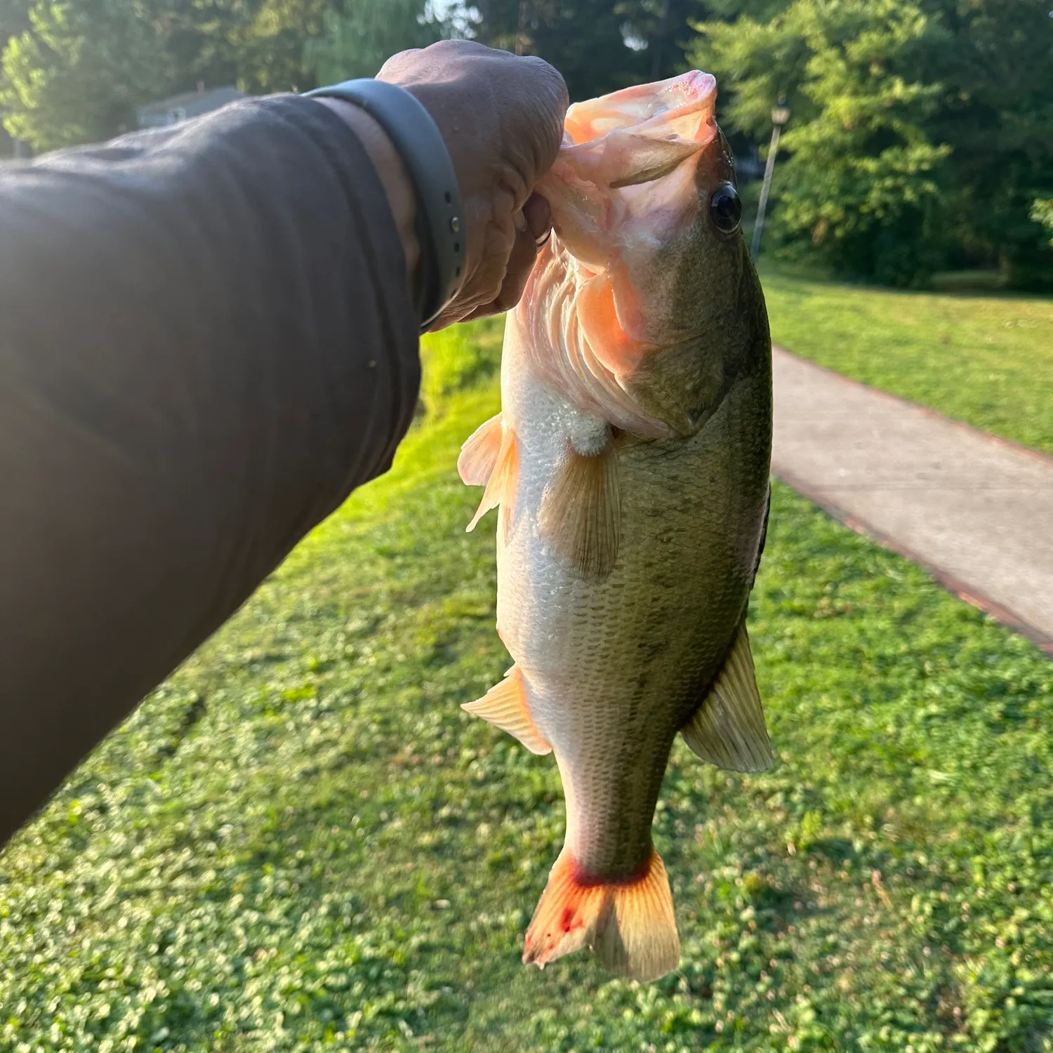 catch
