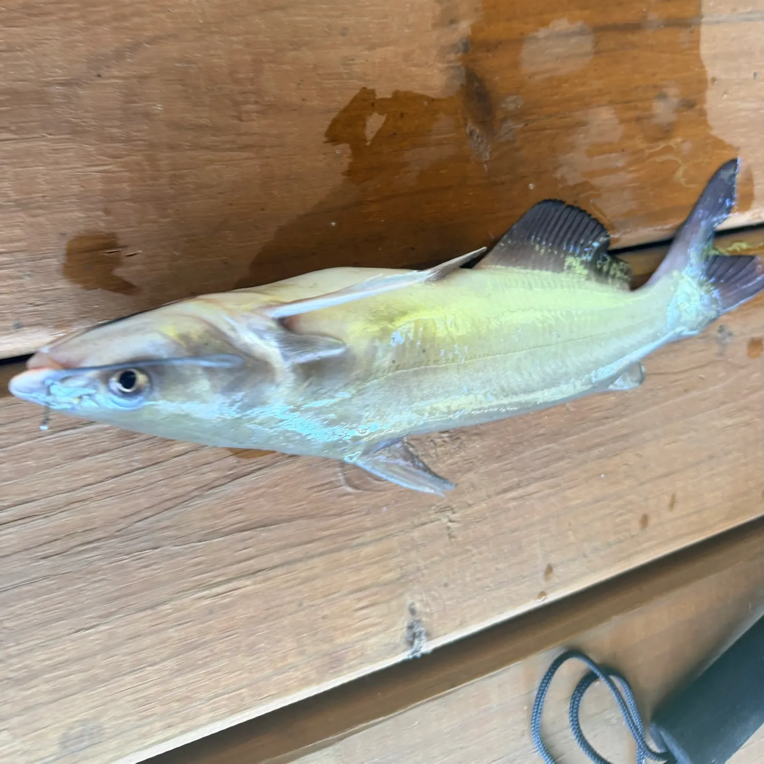 Channel catfish caught on Fishbrain