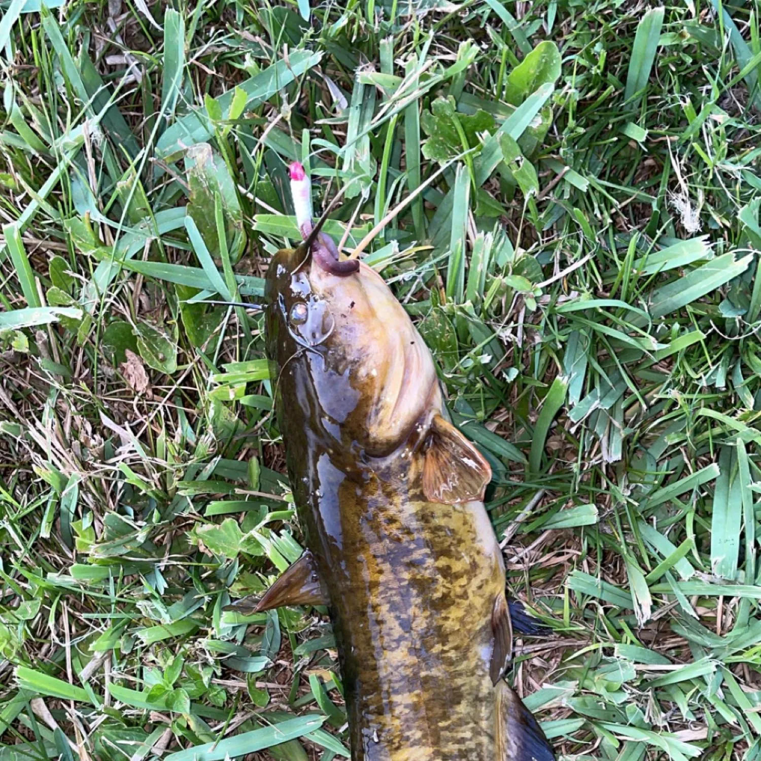 Brown bullhead caught on Fishbrain