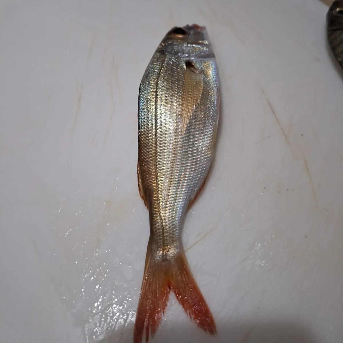 The most recent Axillary seabream catches on Fishbrain