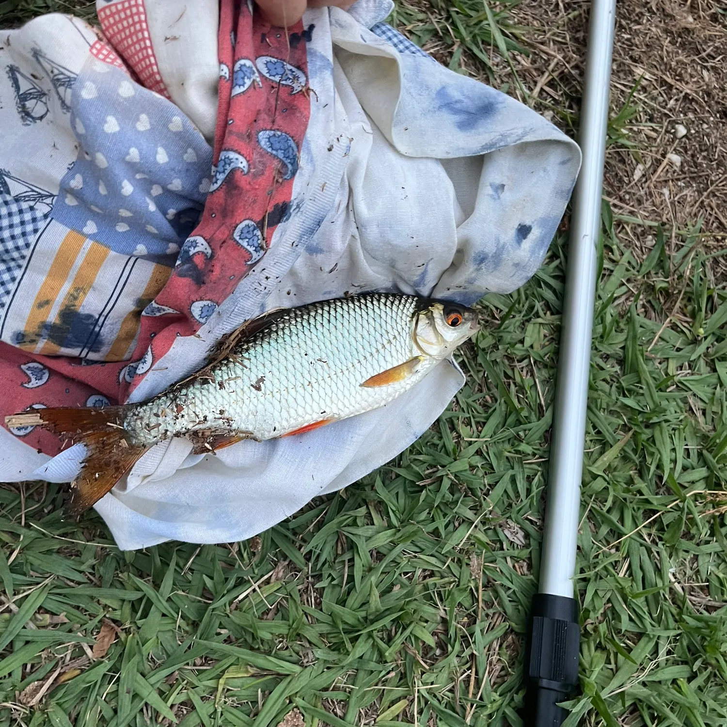Common roach caught on Fishbrain